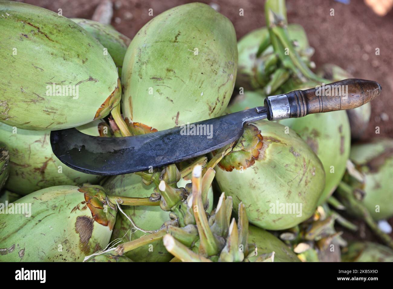 La faucille et les noix de coco sont considérées comme une femme tamoule qui coupe des noix de coco pour servir l'eau de coco aux fidèles catholiques du Tamil le long de la route à Thanjavur (Tanjore), Tamil Nadu, Inde sur 27 août 2017. Les pèlerins sont sur la route de l'église Anna Valankannai (Basilique de notre-Dame de la bonne santé) dans la ville de Velankanni pour célébrer la fête annuelle de 11 jours de notre-Dame de la Santé, populairement appelé 'Annai Velankanni Matha' et la 'Lourdes de l'est'. Les pèlerins marchent pendant 17 jours voyageant plus de 20km pour atteindre l'église pour le festival annuel. (Photo de Creative Touch Imaging Ltd./NurPhoto) Banque D'Images