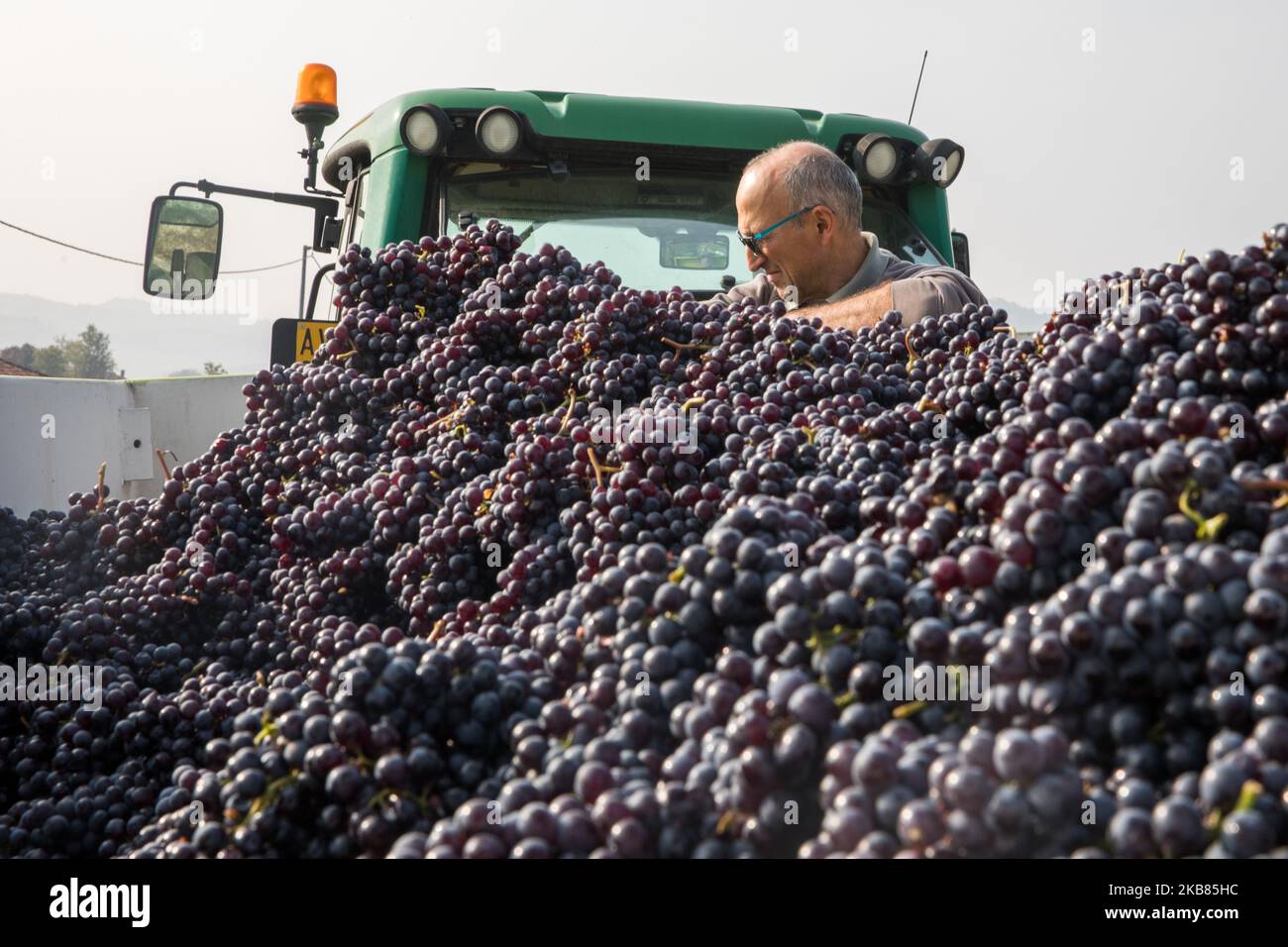 Récolte avec des raisins Nebbiolo, qui sont utilisés pour la production de vin Barolo, pendant la récolte dans la campagne de Langhe à Serralunga d'Alba, dans le nord-ouest de l'Italie (photo de Mauro Ujetto/NurPhoto) Banque D'Images