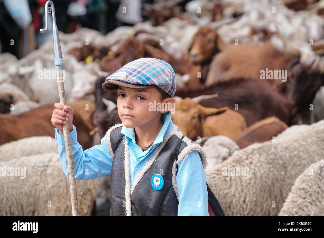 Plus d'un millier de moutons marchent dans le centre-ville comme une tradition venant de l'âge médiéval pendant le festival annuel de Trashumancia, qui a lieu dans la ville chaque automne depuis 1994, à Madrid, Espagne sur 20 octobre 2019. (Photo par Antonio Navia/NurPhoto) Banque D'Images