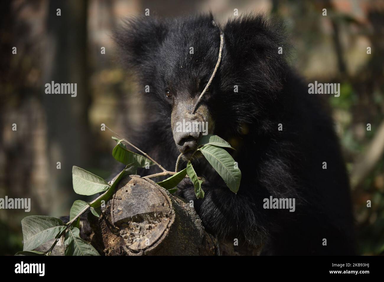 Un ours Sloth d'un an sauvé jouant dans un abri à Lalitpur, Népal jeudi, 24 octobre 2019. Un ours en peluche est sauvé du district de Siraha par l'organisation de protection des animaux Sneha's Care. (Photo de Narayan Maharajan/NurPhoto) Banque D'Images