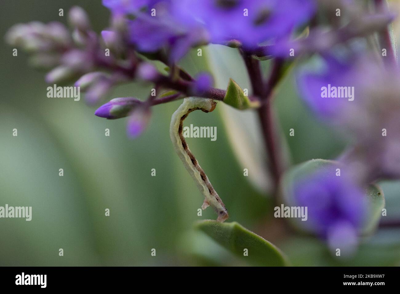 Une chenille de Moth de Geometer est vue dans un jardin à Lincoln, Nouvelle-Zélande sur 03 novembre 2019. (Photo de Sanka Vidanagama/NurPhoto) Banque D'Images