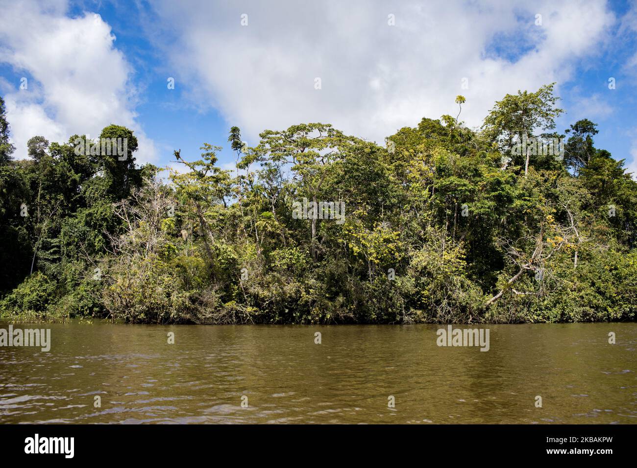 Maripasoula, France, 29 juin 2019. La végétation de la forêt amazonienne de la rivière Maroni à Antecume-Pata de Maripasoula. (Photo par Emeric Fohlen/NurPhoto) Banque D'Images