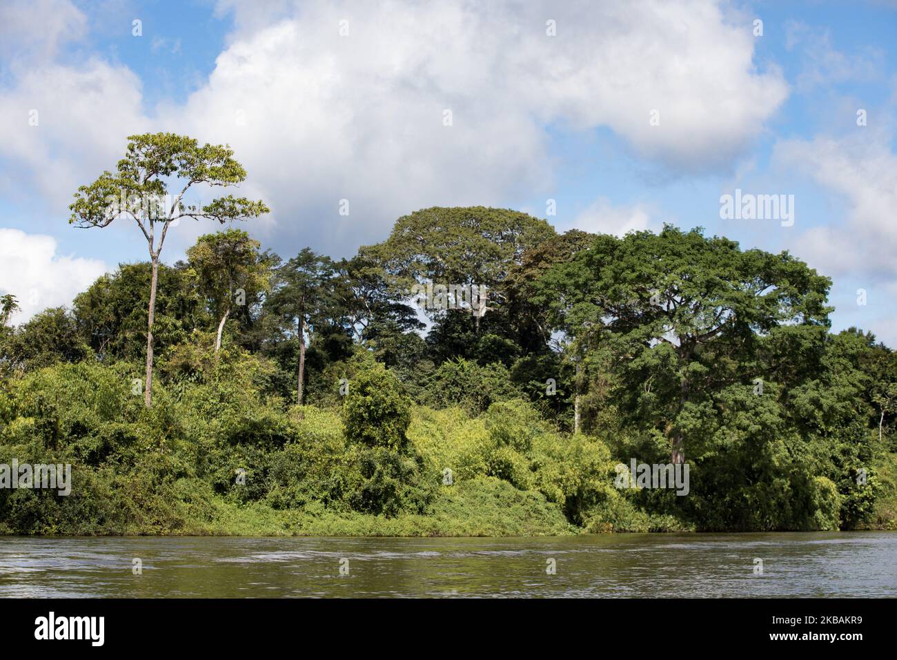 Maripasoula, France, 29 juin 2019. La végétation de la forêt amazonienne de la rivière Maroni à Antecume-Pata de Maripasoula. (Photo par Emeric Fohlen/NurPhoto) Banque D'Images