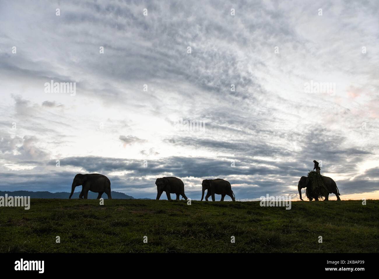 Un Mahout guide ses éléphants, au parc national de Kaziranga au coucher du soleil dans le district de Golaghhat d'Assam en Inde, lundi, 11 novembre 2019. (Photo de David Talukdar/NurPhoto) Banque D'Images