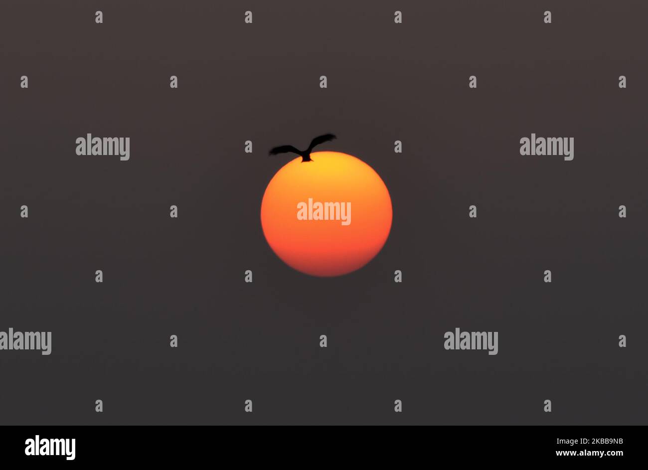 Un oiseau qui retourne au nid au coucher du soleil, à Guwahati, Assam, Inde, le 20 novembre 2019. (Photo de David Talukdar/NurPhoto) Banque D'Images