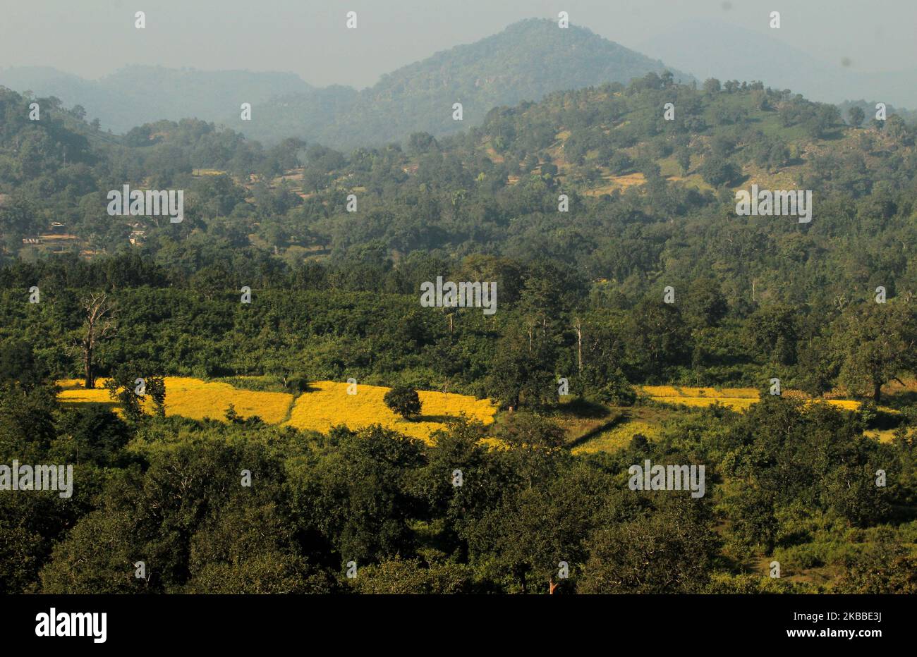 Le champ agricole est visible entre les chaînes de collines avant la récolte dans le district de Kandhamal, à plus de 200 km de la capitale de l'État indien de l'est, Bhubaneswar, le 23 novembre 2019. (Photo par STR/NurPhoto) Banque D'Images