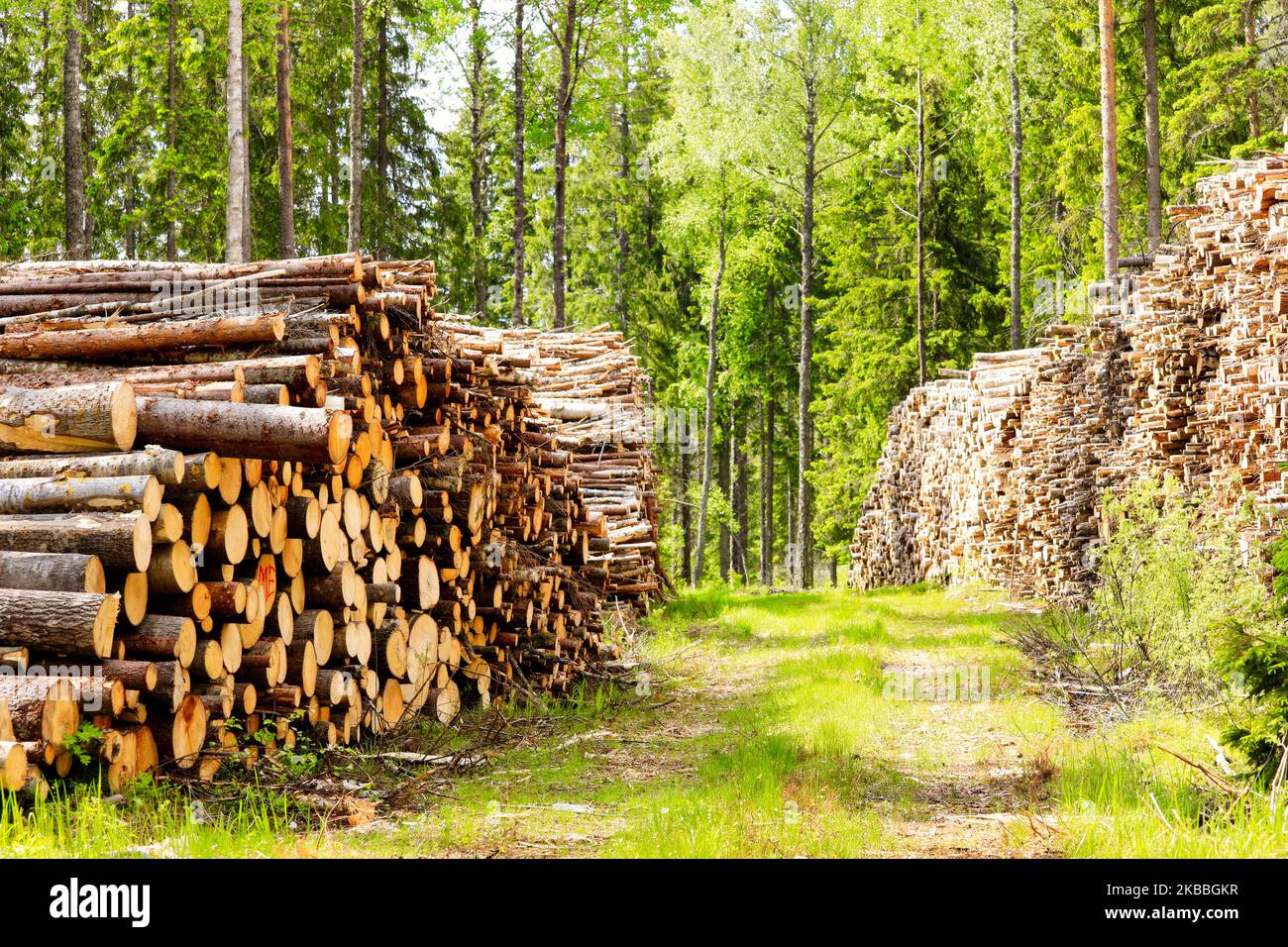 Des piles de grumes par route forestière le jour ensoleillé de l'été dans le sud de la Finlande. Banque D'Images