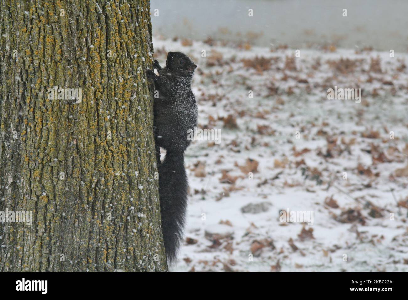 Écureuil noir vu pendant une tempête de neige à Toronto, Ontario, Canada, on 01 décembre 2019. La tempête d'hiver a entraîné des pluies verglaçeuses, des pellets de glace et de la neige dans le sud de l'Ontario. La tempête a incrusté tout dans la glace avant de laisser 10-15 centimètres de neige dans la région du Grand Toronto. (Photo de Creative Touch Imaging Ltd./NurPhoto) Banque D'Images