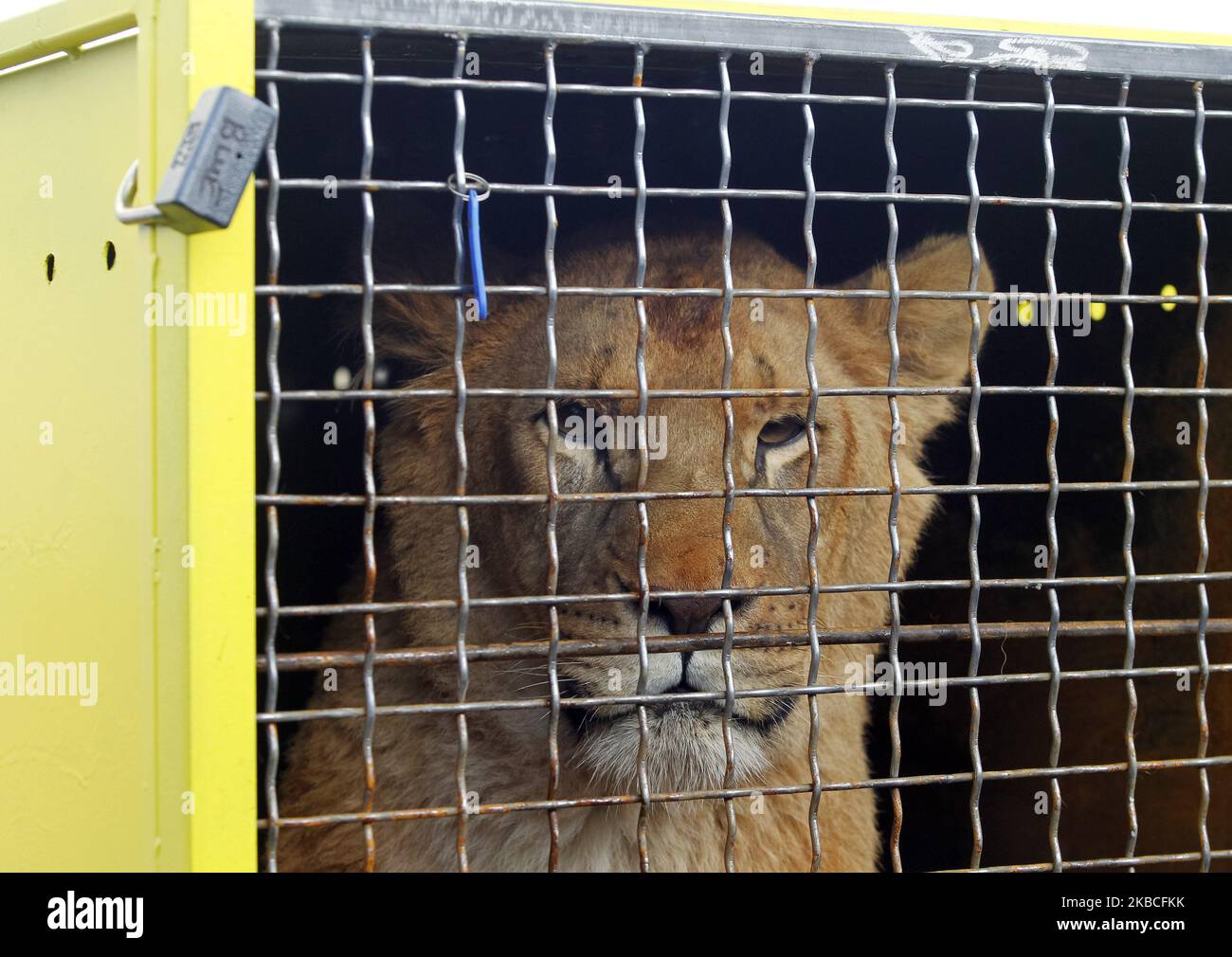 Un lion est vu lors de l'envoi de cinq jeunes lions d'un zoo ukrainien au sanctuaire de la vie sauvage d'Ubuntu dans la République d'Afrique du Sud, dans le terminal de fret à l'aéroport de Boryspil pas si loin de Kiev, Ukraine, le 09 décembre 2019. Cinq jeunes lions, 1 hommes et 4 femmes, du zoo de Berdyansk 'Safari' partent d'Ukraine pour abriter les animaux des prédateurs Ubuntu Wildlife Sanctuary en République d'Afrique du Sud, après que les propriétaires du zoo de Berdyansk aient fait appel à l'Organisation de la Terre de Lawrence Anthony, qui traite du sauvetage des animaux sauvages des cirques et des zoos privés, avec une demande de passage de lion Banque D'Images
