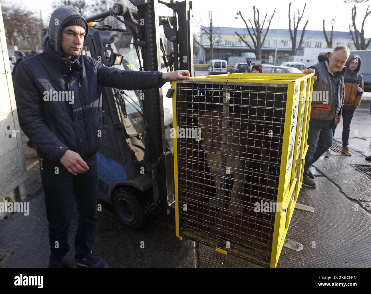 Le lion d'un zoo ukrainien est vu lors de leur départ à Ubuntu Wildlife Sanctuary dans la République d'Afrique du Sud, dans le terminal de fret à l'aéroport de Boryspil pas si loin de Kiev, Ukraine, le 09 décembre, 2019. Cinq jeunes lions, 1 hommes et 4 femmes, du zoo de Berdyansk 'Safari' partent d'Ukraine pour abriter les animaux des prédateurs Ubuntu Wildlife Sanctuary en République d'Afrique du Sud, après que les propriétaires du zoo de Berdyansk aient fait appel à l'Organisation de la Terre de Lawrence Anthony, Qui traite du sauvetage des animaux sauvages des cirques et des zoos privés, avec une demande de passage des lions à Africain Banque D'Images