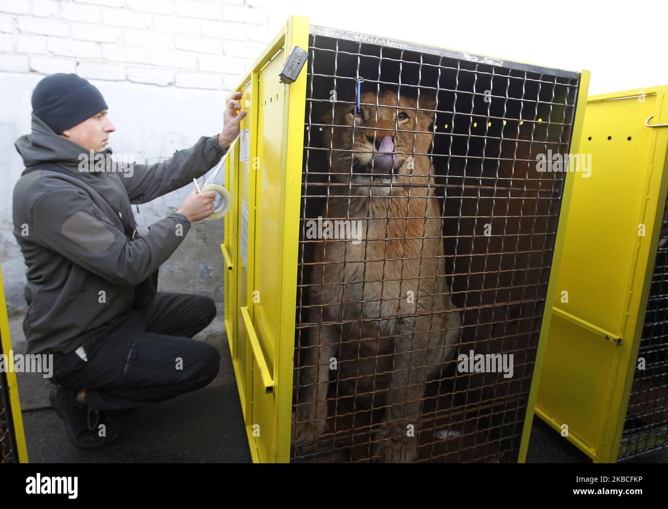 Un lion est vu lors de l'envoi de cinq jeunes lions d'un zoo ukrainien au sanctuaire de la vie sauvage d'Ubuntu dans la République d'Afrique du Sud, dans le terminal de fret à l'aéroport de Boryspil pas si loin de Kiev, Ukraine, le 09 décembre 2019. Cinq jeunes lions, 1 hommes et 4 femmes, du zoo de Berdyansk 'Safari' partent d'Ukraine pour abriter les animaux des prédateurs Ubuntu Wildlife Sanctuary en République d'Afrique du Sud, après que les propriétaires du zoo de Berdyansk aient fait appel à l'Organisation de la Terre de Lawrence Anthony, qui traite du sauvetage des animaux sauvages des cirques et des zoos privés, avec une demande de passage de lion Banque D'Images