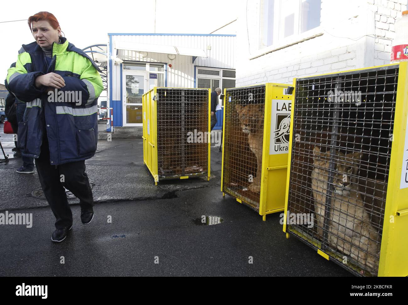 Le lion d'un zoo ukrainien est vu lors de leur départ à Ubuntu Wildlife Sanctuary dans la République d'Afrique du Sud, dans le terminal de fret à l'aéroport de Boryspil pas si loin de Kiev, Ukraine, le 09 décembre, 2019. Cinq jeunes lions, 1 hommes et 4 femmes, du zoo de Berdyansk 'Safari' partent d'Ukraine pour abriter les animaux des prédateurs Ubuntu Wildlife Sanctuary en République d'Afrique du Sud, après que les propriétaires du zoo de Berdyansk aient fait appel à l'Organisation de la Terre de Lawrence Anthony, Qui traite du sauvetage des animaux sauvages des cirques et des zoos privés, avec une demande de passage des lions à Africain Banque D'Images