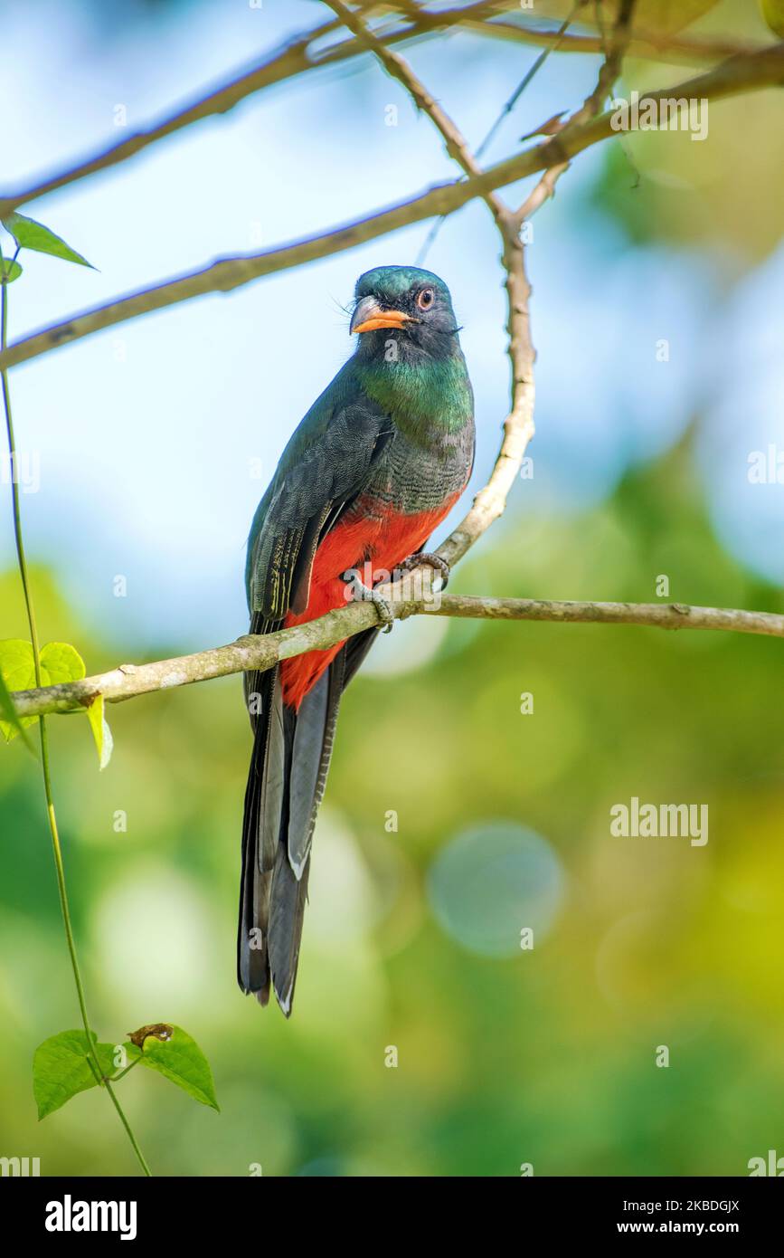 trogon à queue de Latte (Trogon massena) Banque D'Images