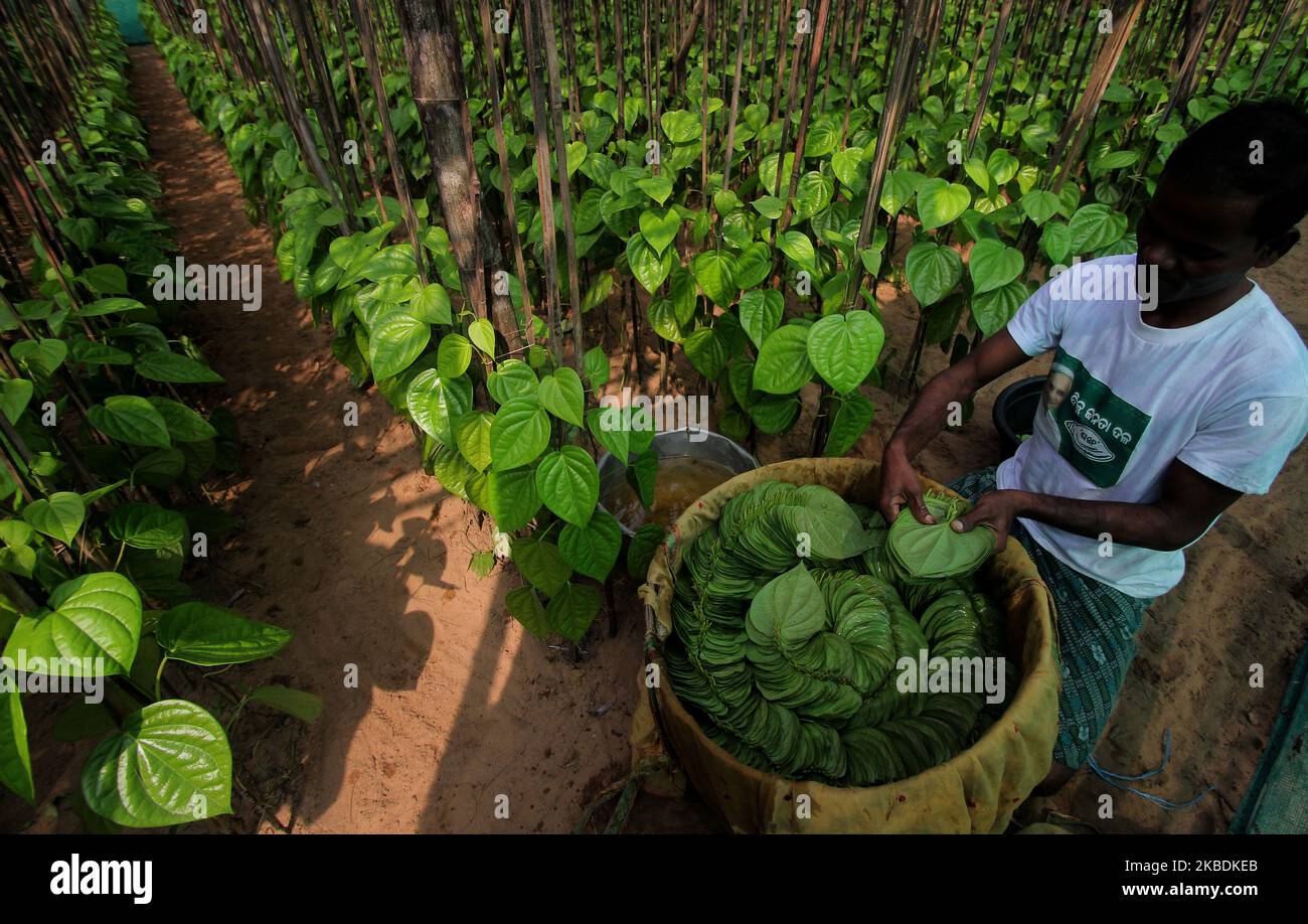 Les villageois sont vus à leur ferme de feuilles de bettle pendant qu'ils recueillent des feuilles de bettle au village de Nuagaon dans le district de Jagatsinghpur, à 120 km de la capitale de l'État indien de l'est, Bhubaneswar. (Photo par STR/NurPhoto) Banque D'Images