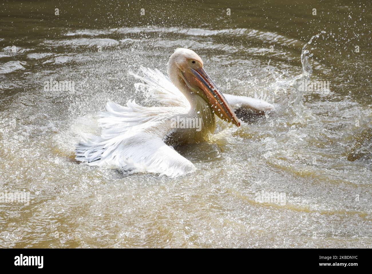 Un pélican jouant dans un étang au zoo d'État d'Assam, à Guwahati, Inde mercredi, 1 janvier 2020. (Photo de David Talukdar/NurPhoto) Banque D'Images