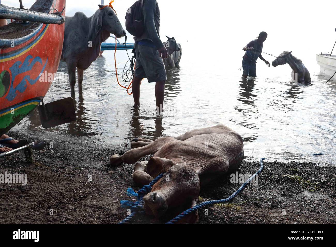 Une vache affaiblie se trouve près de la rive après avoir été sauvée du pied de l'île du volcan Taal dans la province de Batangas, au sud de Manille sur 14 janvier 2020. Les personnes vivant au pied du volcan ont été évacuées tandis que le volcan a éclaté après midi de 12 janvier atteignant jusqu'à 14 kilomètres de cendres s'est éclatée dans l'air. (Photo de George Calvelo/NurPhoto) Banque D'Images