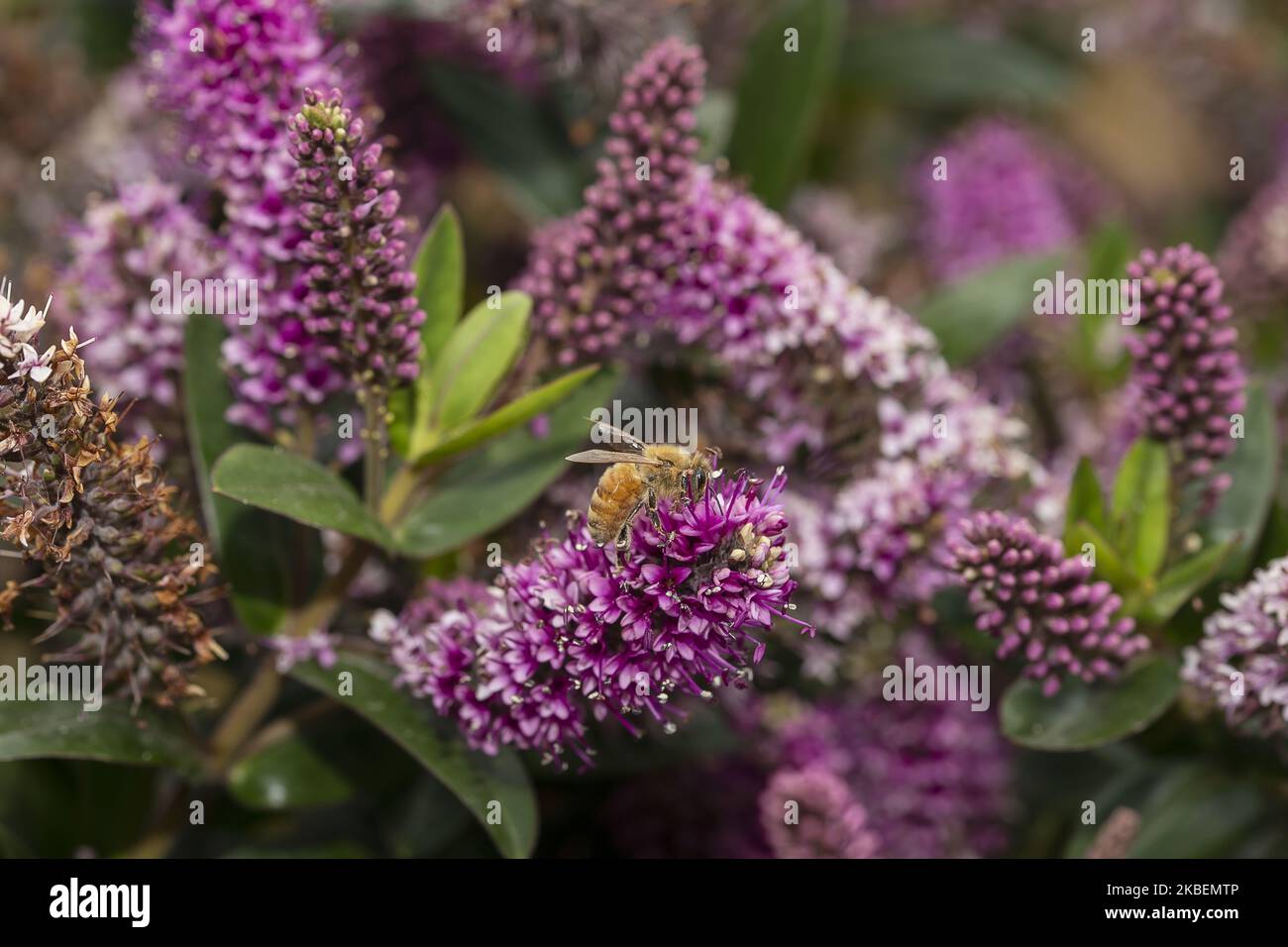 Une abeille recueille du pollen sur une fleur à Christchurch, Nouvelle-Zélande sur 16 janvier 2020. (Photo de Sanka Vidanagama/NurPhoto) Banque D'Images