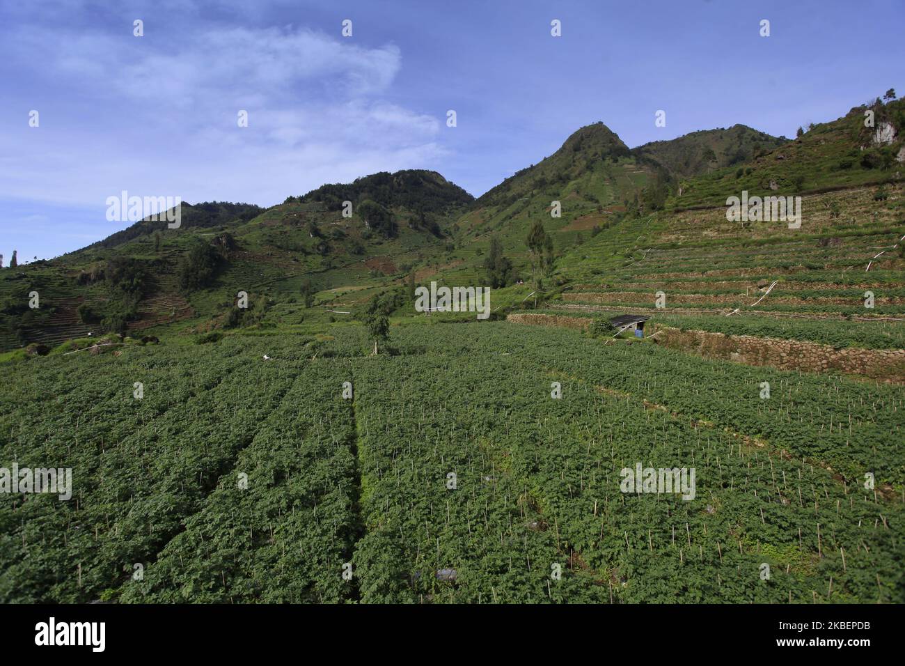 Une vue naturelle dans la région du plateau de Dieng, Régence de Wonosobo, centre de Java, sur 13 janvier 2020. (Photo par Adriana Adie/NurPhoto) Banque D'Images