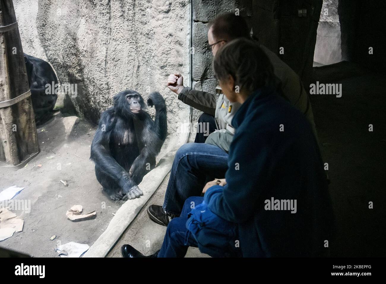 Les visiteurs contactent le Chimpanzee au zoo de Leipzig, en Allemagne. Novembre 2019 (photo de Maxym Marusenko/NurPhoto) Banque D'Images