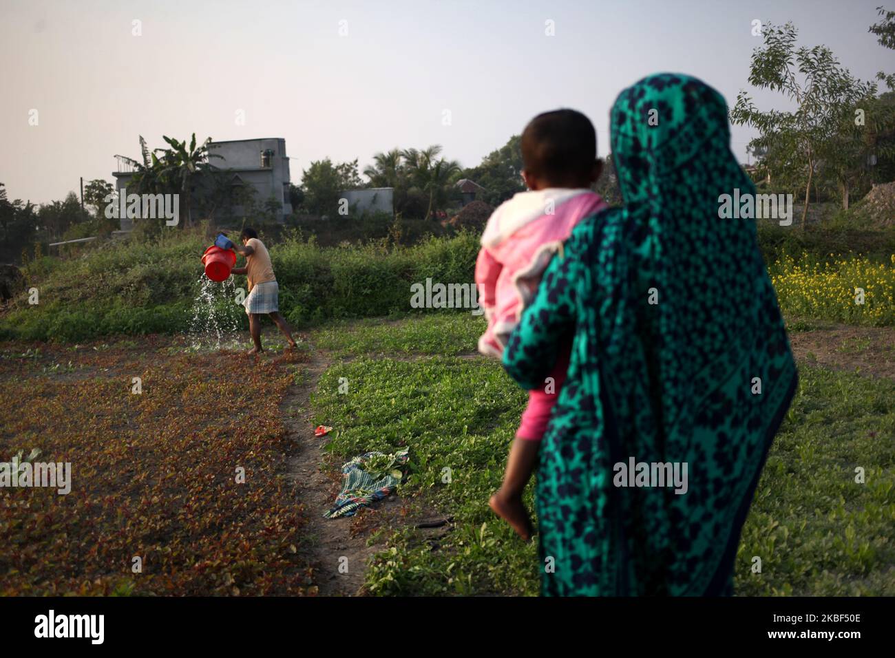 Masum Sarker (26) , arroser son champ de légumes après avoir recueilli l'eau de l'étang le plus proche à Rupganj , Narayanganj , Bangladesh, le 22 janvier 2020. (Photo de Syed Mahamudur Rahman/NurPhoto) Banque D'Images