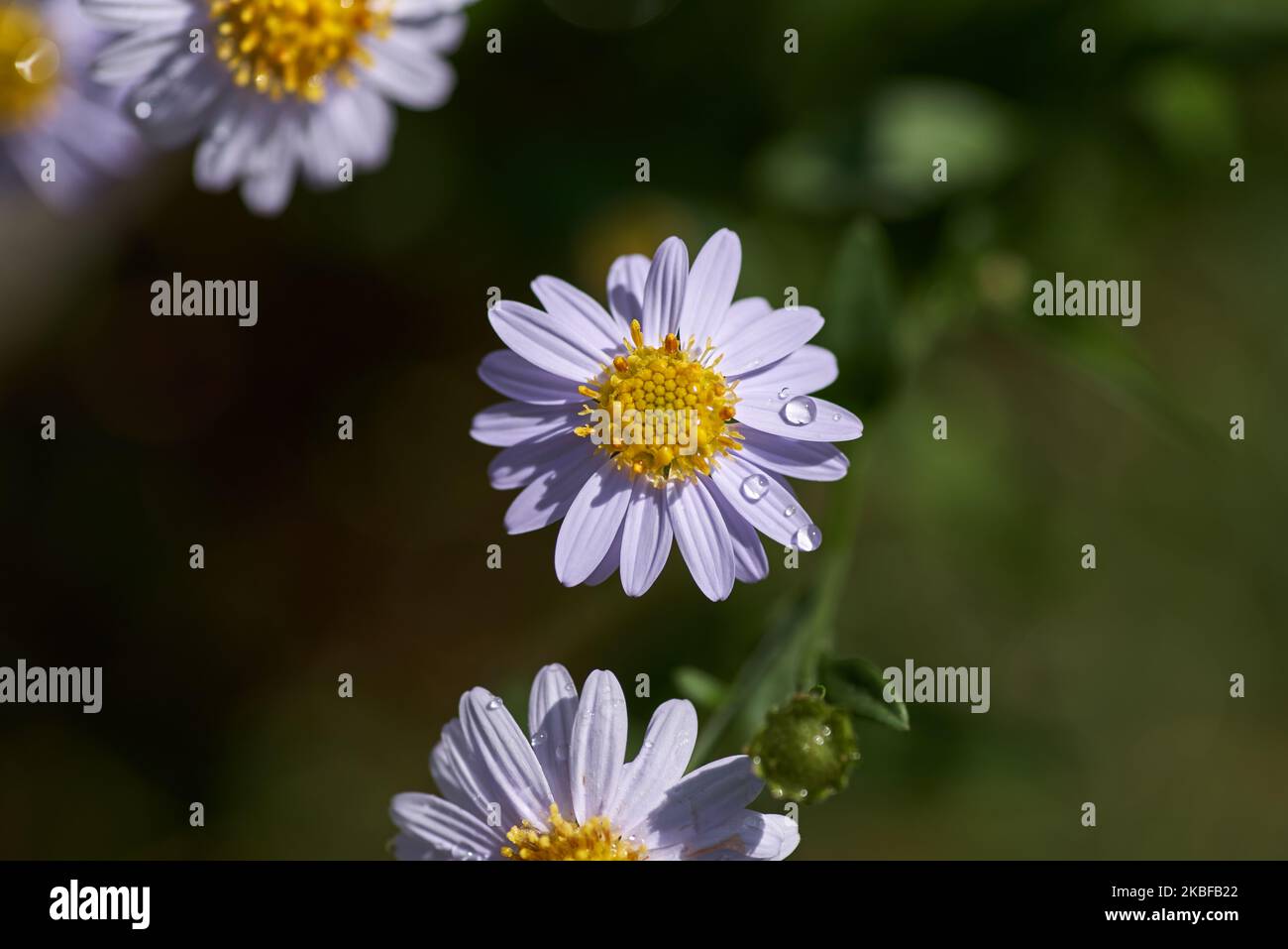 Gros plan sur la fleur de pâquerette avec des gouttes d'eau sur son Banque D'Images