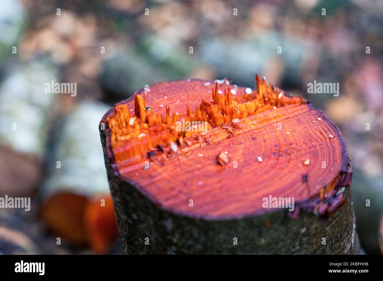 bosse, coupe les arbres. Abattage des arbres, destruction de la forêt Banque D'Images