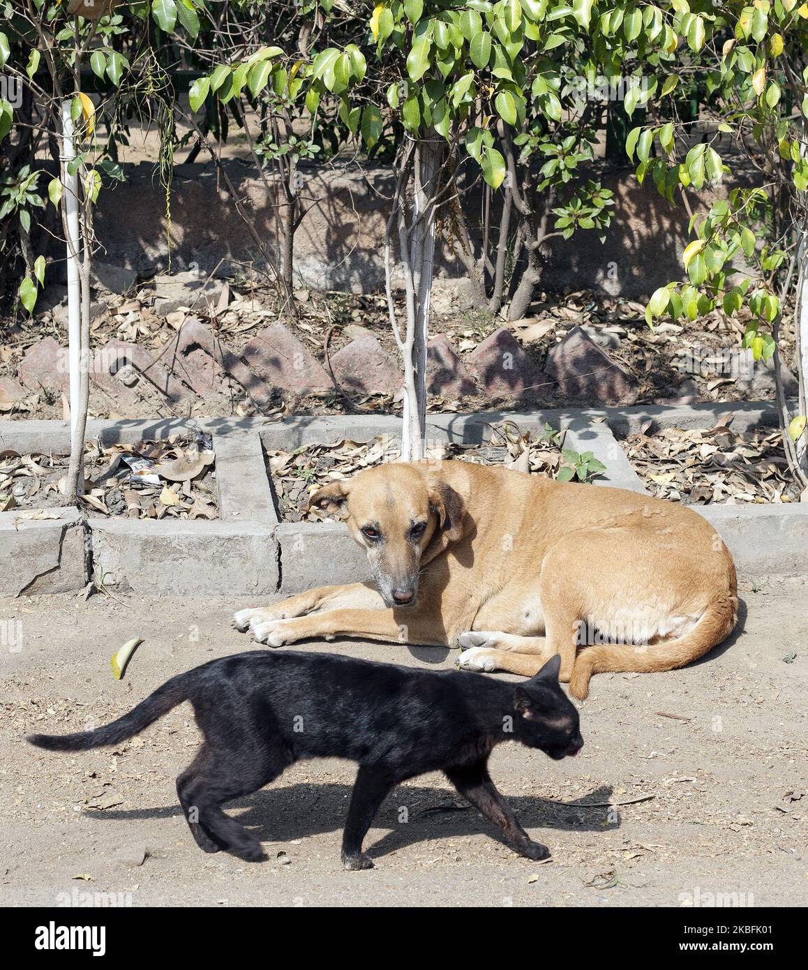 Un chien de rue et un chat noir photographiés dans la rue de Hauz Khaz à Delhi, Inde, le 20 mars 2018. (Photo de Krystof Kriz/NurPhoto) Banque D'Images