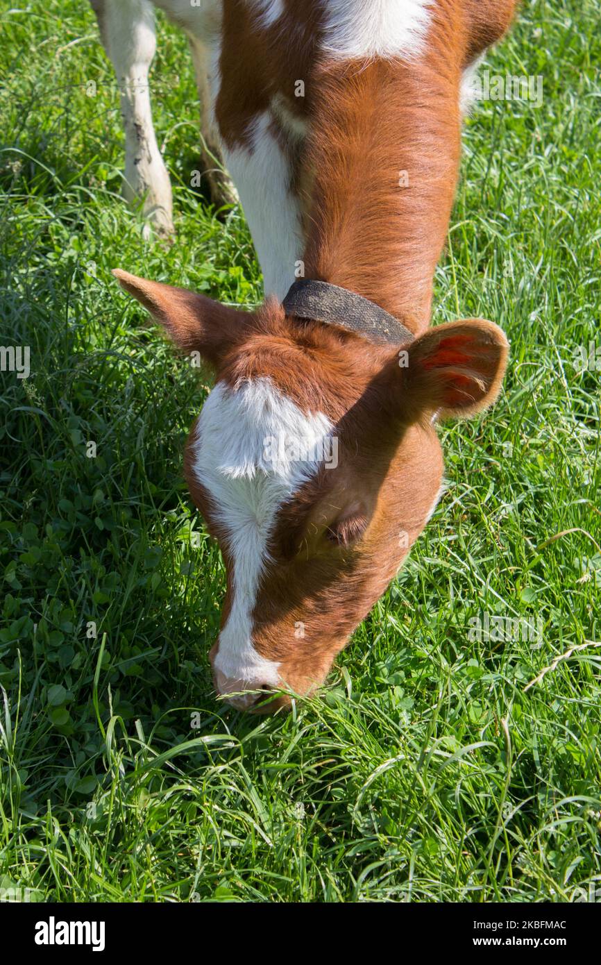 jeune vache paître sur l'herbe en été Banque D'Images