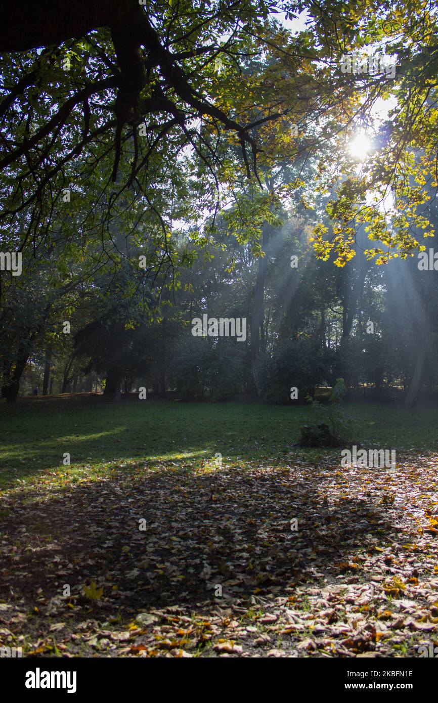 Belle scène de matin dans la forêt avec des rayons de soleil et de longues ombres Banque D'Images