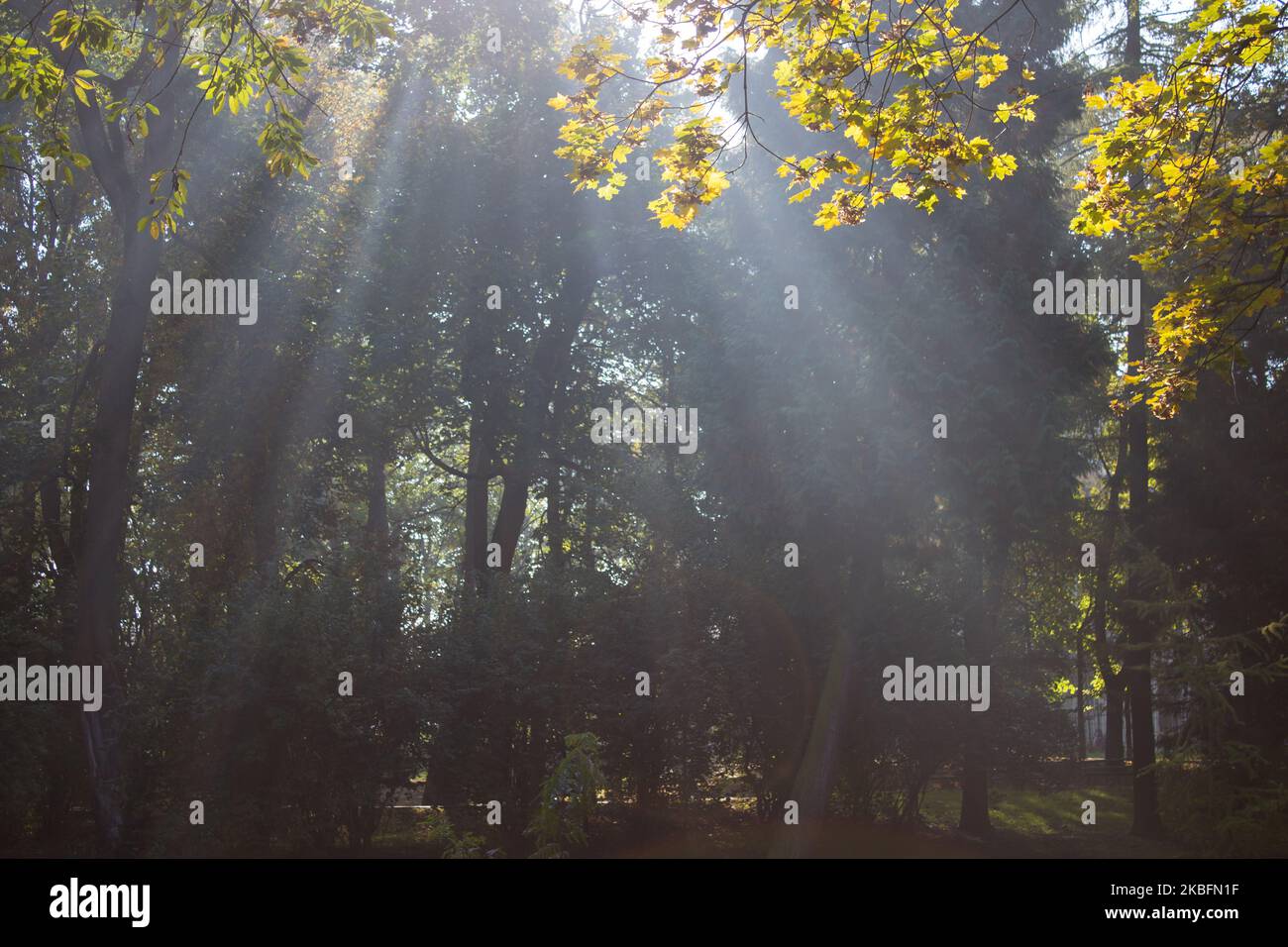la lumière du soleil brille dans le parc de la ville d'automne Banque D'Images