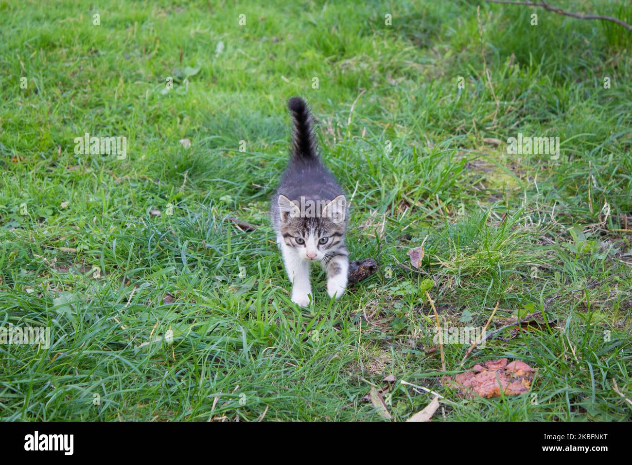 drôle chaton courir sur l'herbe directement à l'appareil photo Banque D'Images