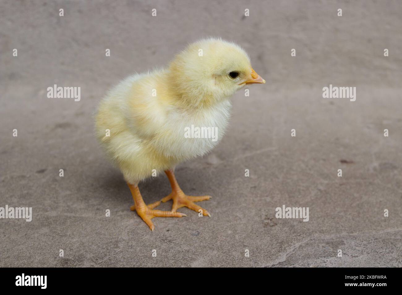 Blanc nouveau-nés petit poulet sur fond gris pierre Banque D'Images Blanc nouveau-nés petit poulet sur fond gris pierre Banque D'Images