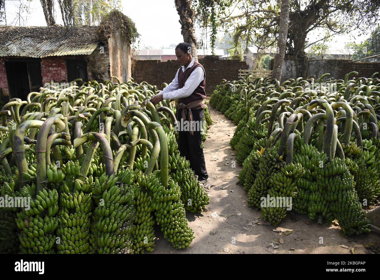 Vendeur de fruits vendant de la banane au marché de la banane Daranggiri à Goalpara, Assam, Inde, le 10 février 2020. (Photo de David Talukdar/NurPhoto) Banque D'Images