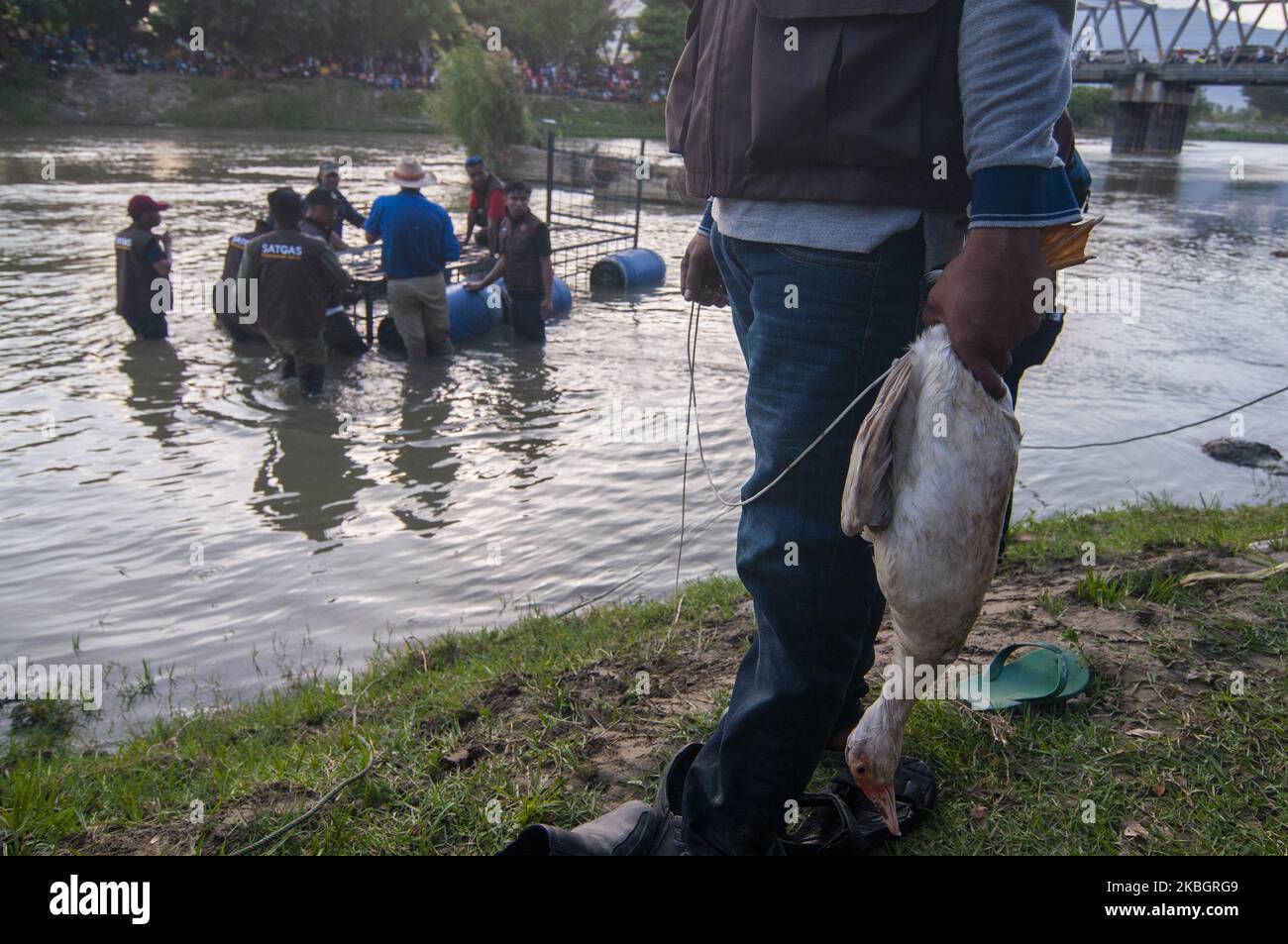 Les officiers ont annoncé des pièges pour capturer des crocodiles sauvages capturés dans des pneus anciens sur la rivière Palu, dans le centre de Sulawesi, en Indonésie, le 11 février 2020. Le Natural Resources conservation Centre (BKSDA) a reçu l'aide des observateurs de la faune australienne Matthew Nicolas Wright et Chris Wilson pour libérer des pneus le premier qui a ensnared le crocodile sauvage depuis quatre ans. Depuis septembre 2018, plusieurs organisations amoureux de la faune ont tenté de sauver le pauvre crocodile, mais à ce jour rien n'a fonctionné. Les pneus usagés qui ont ensagué le cou du crocodile l'ont encore plus torturé à cause de son Bo grandissant Banque D'Images Les officiers ont annoncé des pièges pour capturer des crocodiles sauvages capturés dans des pneus anciens sur la rivière Palu, dans le centre de Sulawesi, en Indonésie, le 11 février 2020. Le Natural Resources conservation Centre (BKSDA) a reçu l'aide des observateurs de la faune australienne Matthew Nicolas Wright et Chris Wilson pour libérer des pneus le premier qui a ensnared le crocodile sauvage depuis quatre ans. Depuis septembre 2018, plusieurs organisations amoureux de la faune ont tenté de sauver le pauvre crocodile, mais à ce jour rien n'a fonctionné. Les pneus usagés qui ont ensagué le cou du crocodile l'ont encore plus torturé à cause de son Bo grandissant Banque D'Images