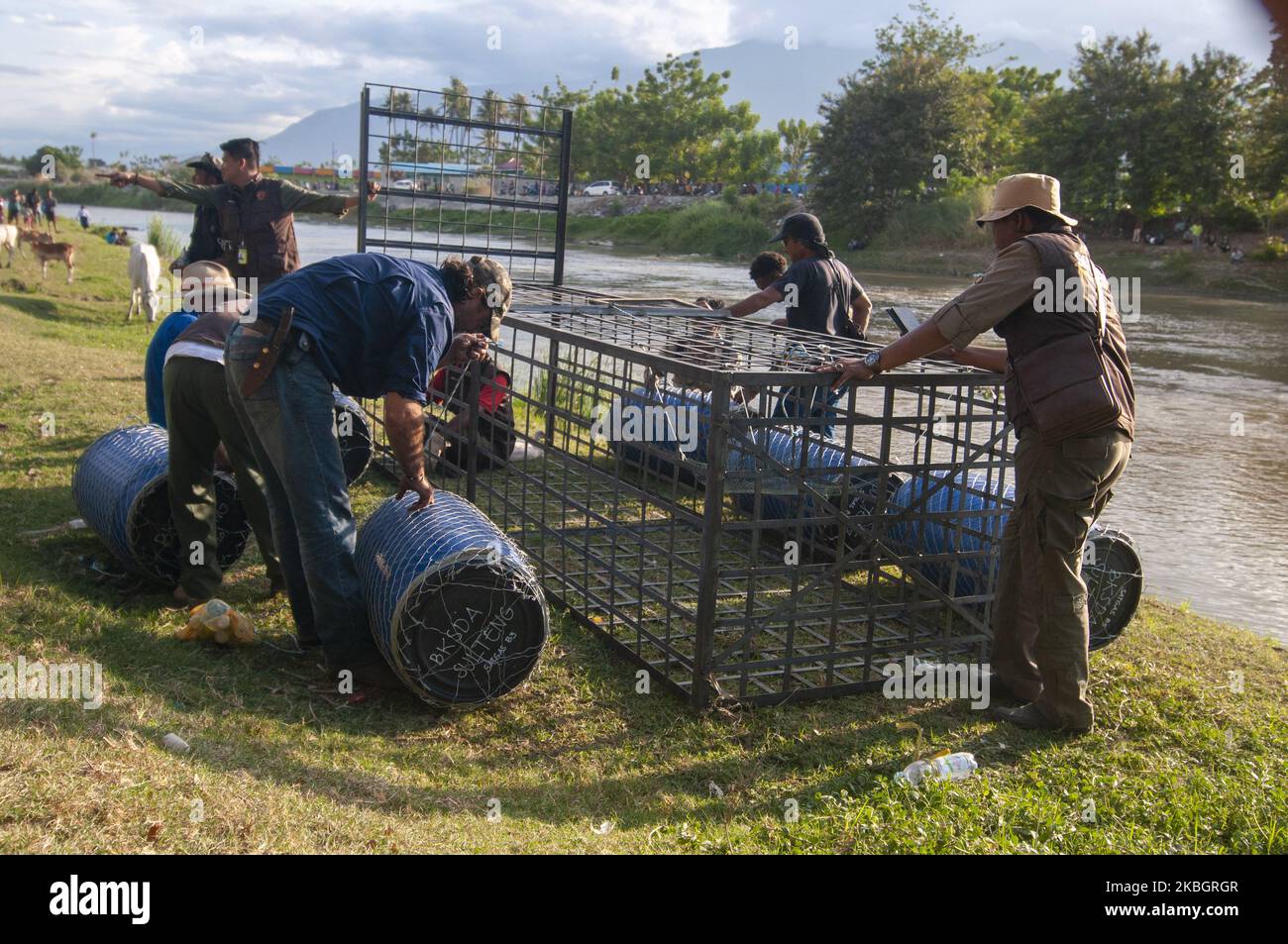 Les officiers assemblent des pièges pour capturer des crocodiles sauvages capturés dans des pneus anciens sur la rivière Palu, dans le centre de Sulawesi, en Indonésie, sur 11 février 2020. Le Natural Resources conservation Centre (BKSDA) a reçu l'aide des observateurs de la faune australienne Matthew Nicolas Wright et Chris Wilson pour libérer des pneus le premier qui a ensnared le crocodile sauvage depuis quatre ans. Depuis septembre 2018, plusieurs organisations amoureux de la faune ont tenté de sauver le pauvre crocodile, mais à ce jour rien n'a fonctionné. Les pneus usagés qui ont ensnagé le cou du crocodile l'ont encore torturé à cause de sa croissance Banque D'Images Les officiers assemblent des pièges pour capturer des crocodiles sauvages capturés dans des pneus anciens sur la rivière Palu, dans le centre de Sulawesi, en Indonésie, sur 11 février 2020. Le Natural Resources conservation Centre (BKSDA) a reçu l'aide des observateurs de la faune australienne Matthew Nicolas Wright et Chris Wilson pour libérer des pneus le premier qui a ensnared le crocodile sauvage depuis quatre ans. Depuis septembre 2018, plusieurs organisations amoureux de la faune ont tenté de sauver le pauvre crocodile, mais à ce jour rien n'a fonctionné. Les pneus usagés qui ont ensnagé le cou du crocodile l'ont encore torturé à cause de sa croissance Banque D'Images