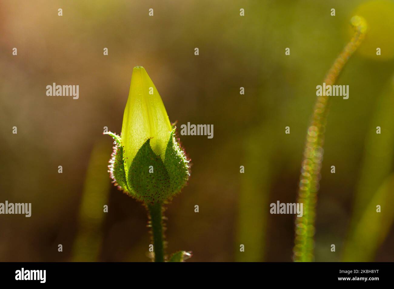 Fleur fermée du pin dewy carnivore (Drosophyllum lusitanicum) avec glandes collantes, Portugal Banque D'Images