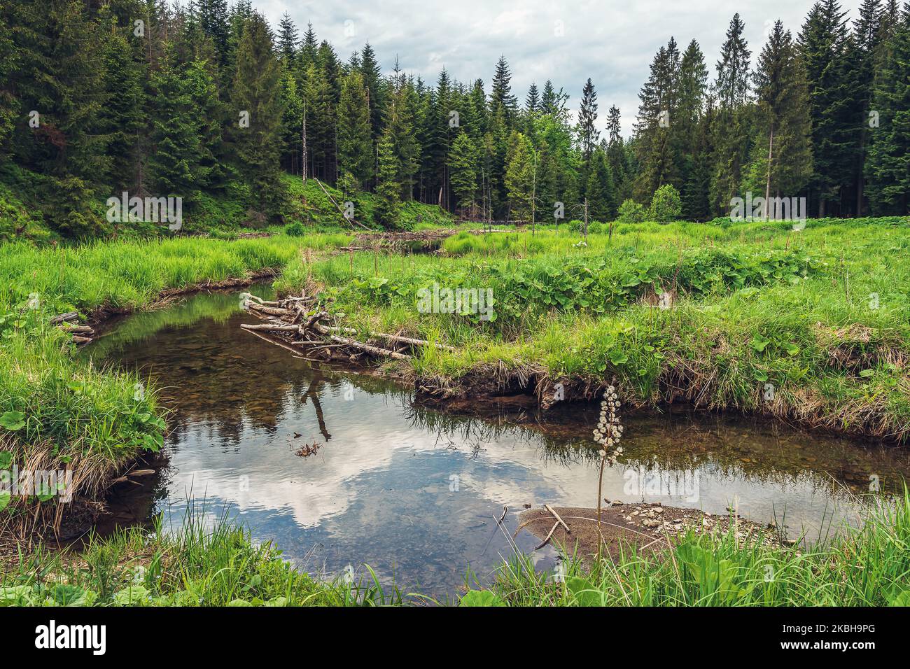 Une belle vallée dans les petits Beskids en Pologne. Eaux souterraines de la rivière. Montagnes couvertes d'épinettes. Herbe sauvage au premier plan. Banque D'Images