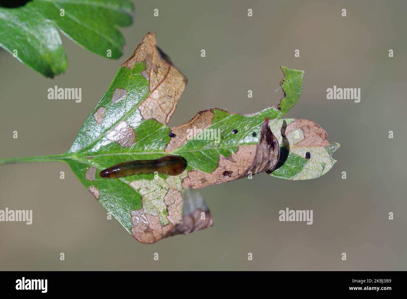 Larves, vers-taupe de la mouche Caliroa varipes se nourrissant sur le dessous d'une feuille d'aubépine. Veines des feuilles visibles. Sous-famille Heterarthrinae. Banque D'Images