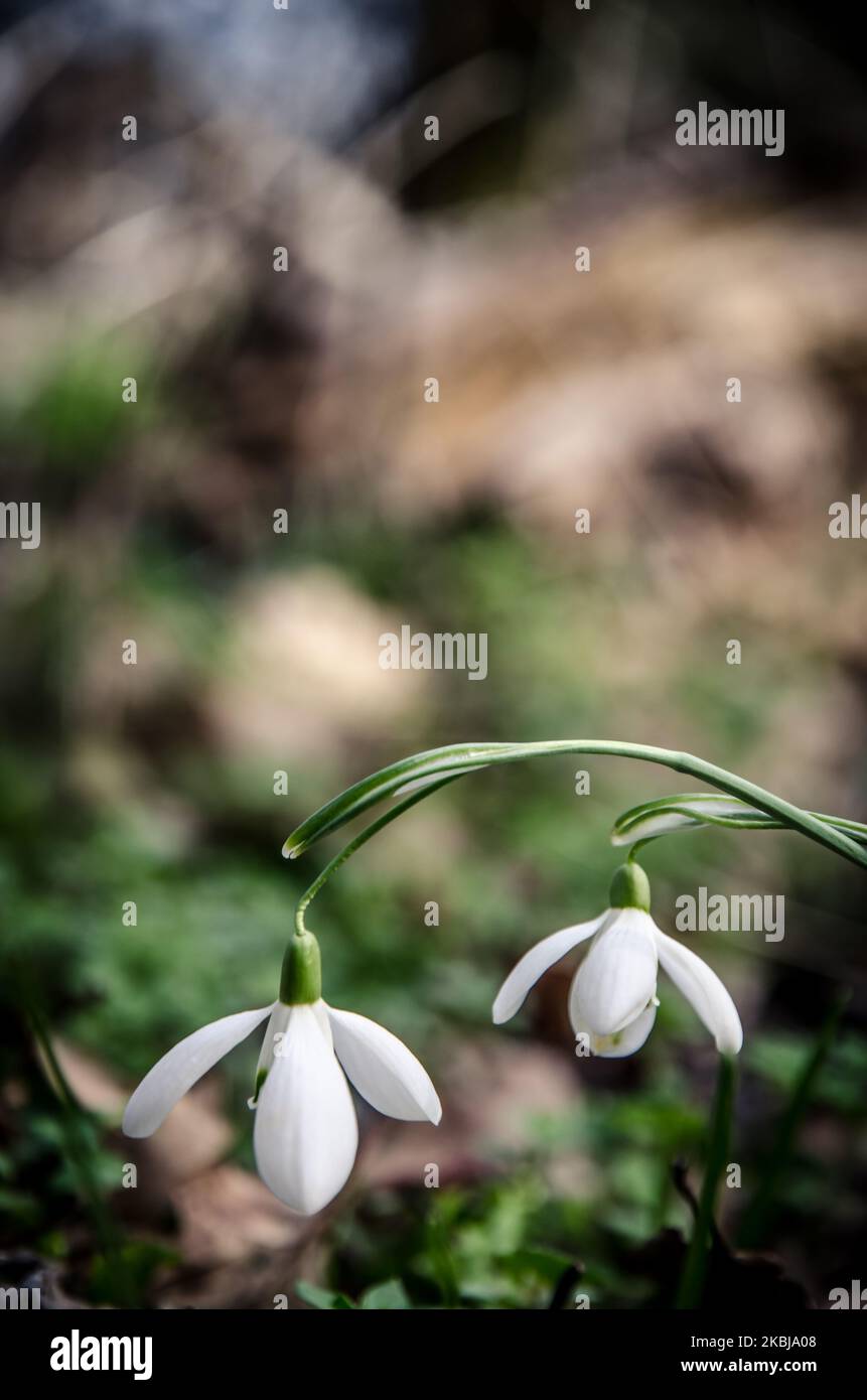 deux fleurs blanches en forme de goutte d'eau dans l'herbe Banque D'Images