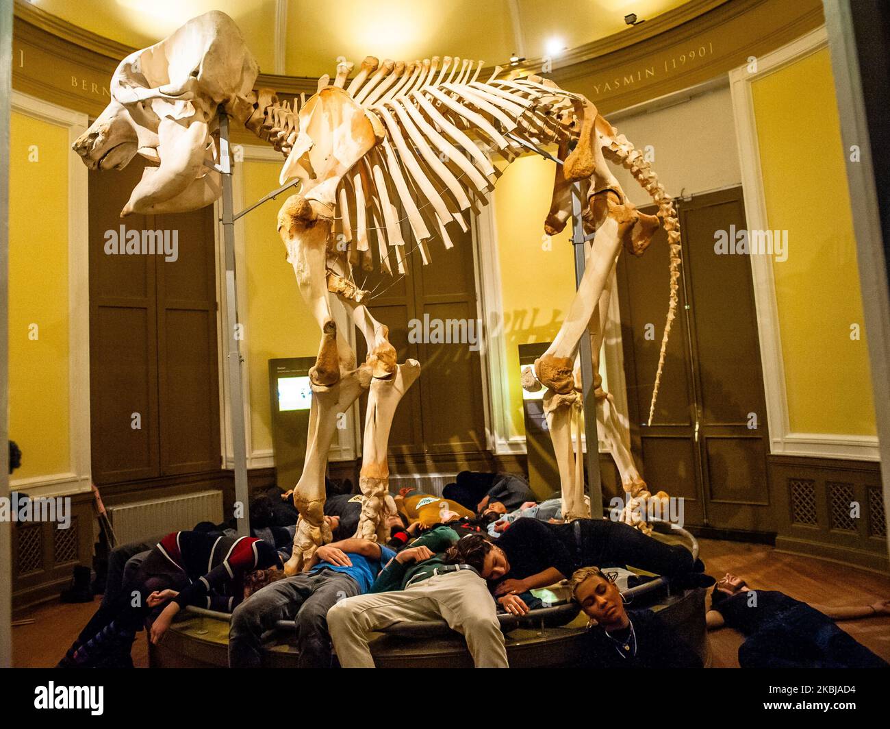 Un groupe de militants XR exécutent une Die in action autour d'un gros squelette d'éléphant, à l'intérieur du Musée d'Histoire naturelle, à Rotterdam, sur 2 mars 2020. (Photo par Romy Arroyo Fernandez/NurPhoto) Banque D'Images