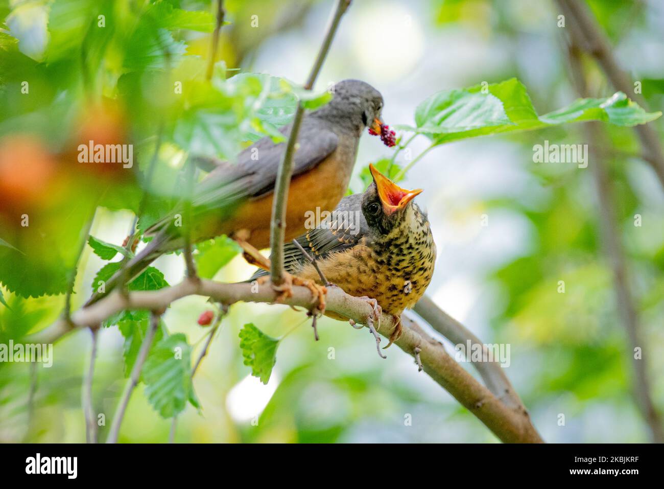 Une jeune Grive d'olivier, Turdus olivaceus, demande de la nourriture à son parent, Grahamstown/Makhanda, Eastern Cape, Afrique du Sud, 29 septembre 2022. Banque D'Images