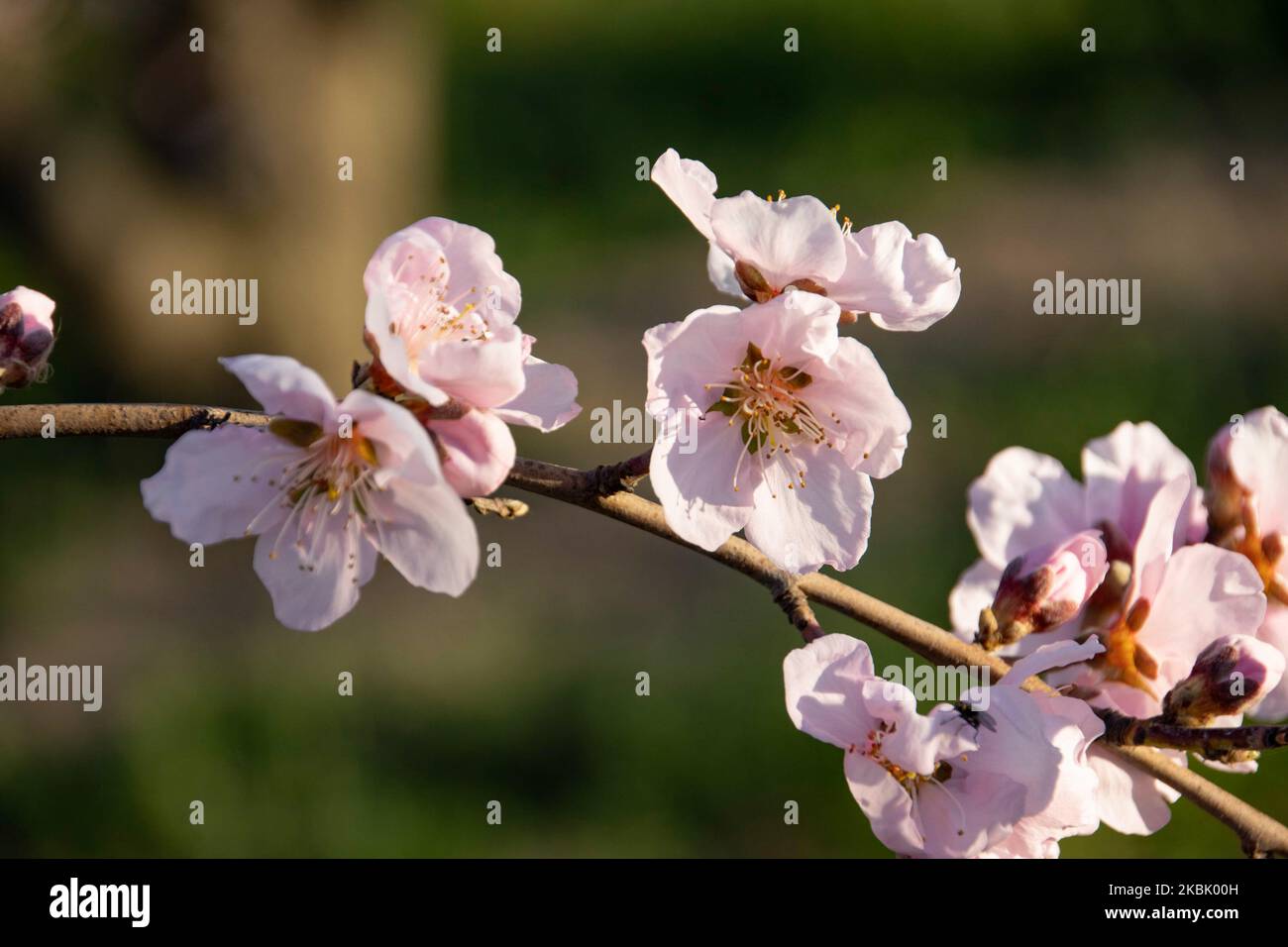 Vergers de Peachtree avec des branches fleuris dans la plaine de Veria, en Macédoine centrale Grèce, au printemps. Les pétales blancs, roses et pourpres des fleurs de branches d'arbres de pêche dans les champs de la région d'Imathia sont un symbole de la nature, de la source et de la région. Le Mont Olympus est recouvert de neige en arrière-plan. 13 mars 2020 (photo de Nicolas Economou/NurPhoto) Banque D'Images