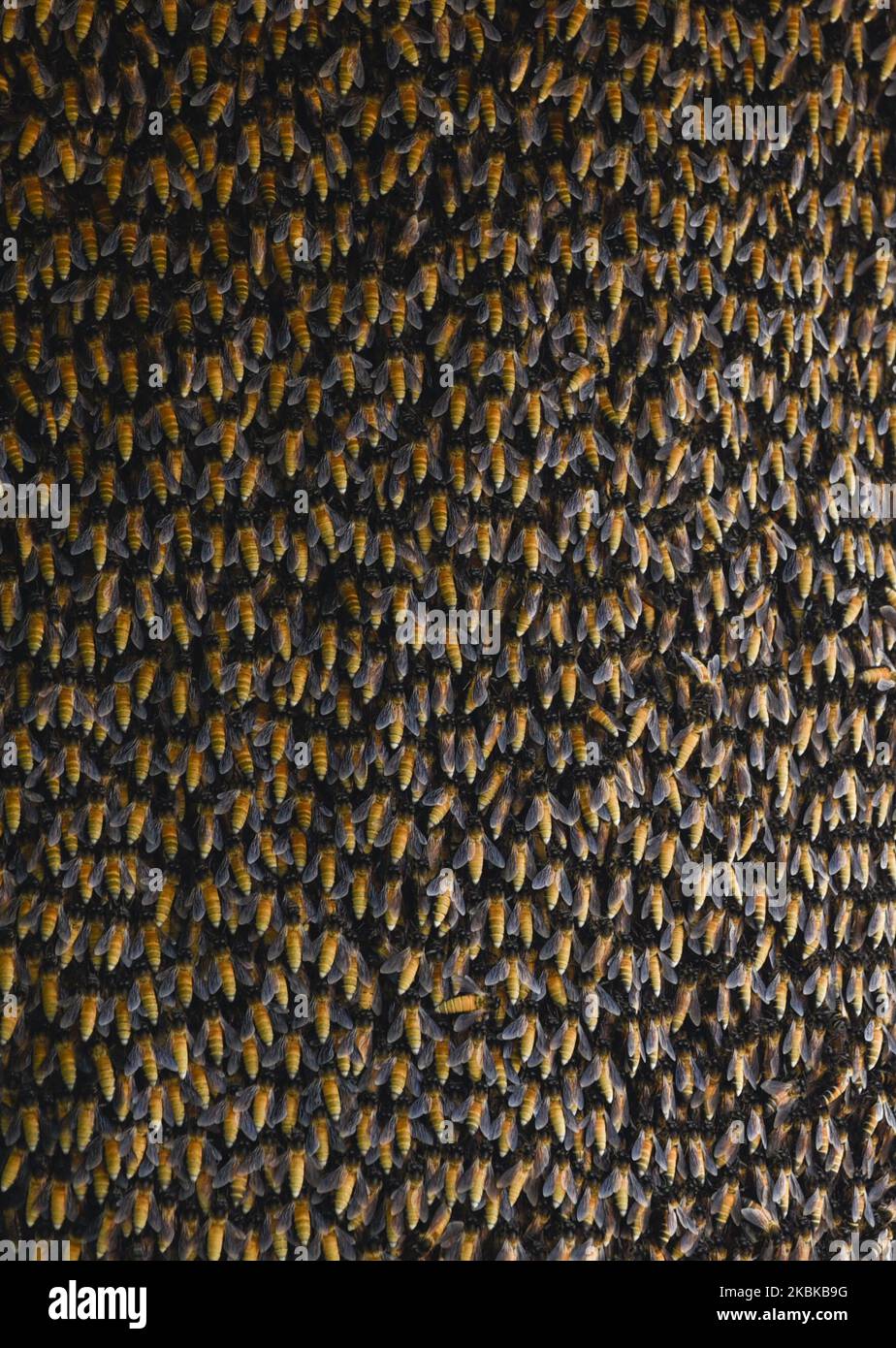 Les abeilles se trouvent sur un peigne, sur 20 mars 2020 à Barpète, Assam, Inde. (Photo de David Talukdar/NurPhoto) Banque D'Images