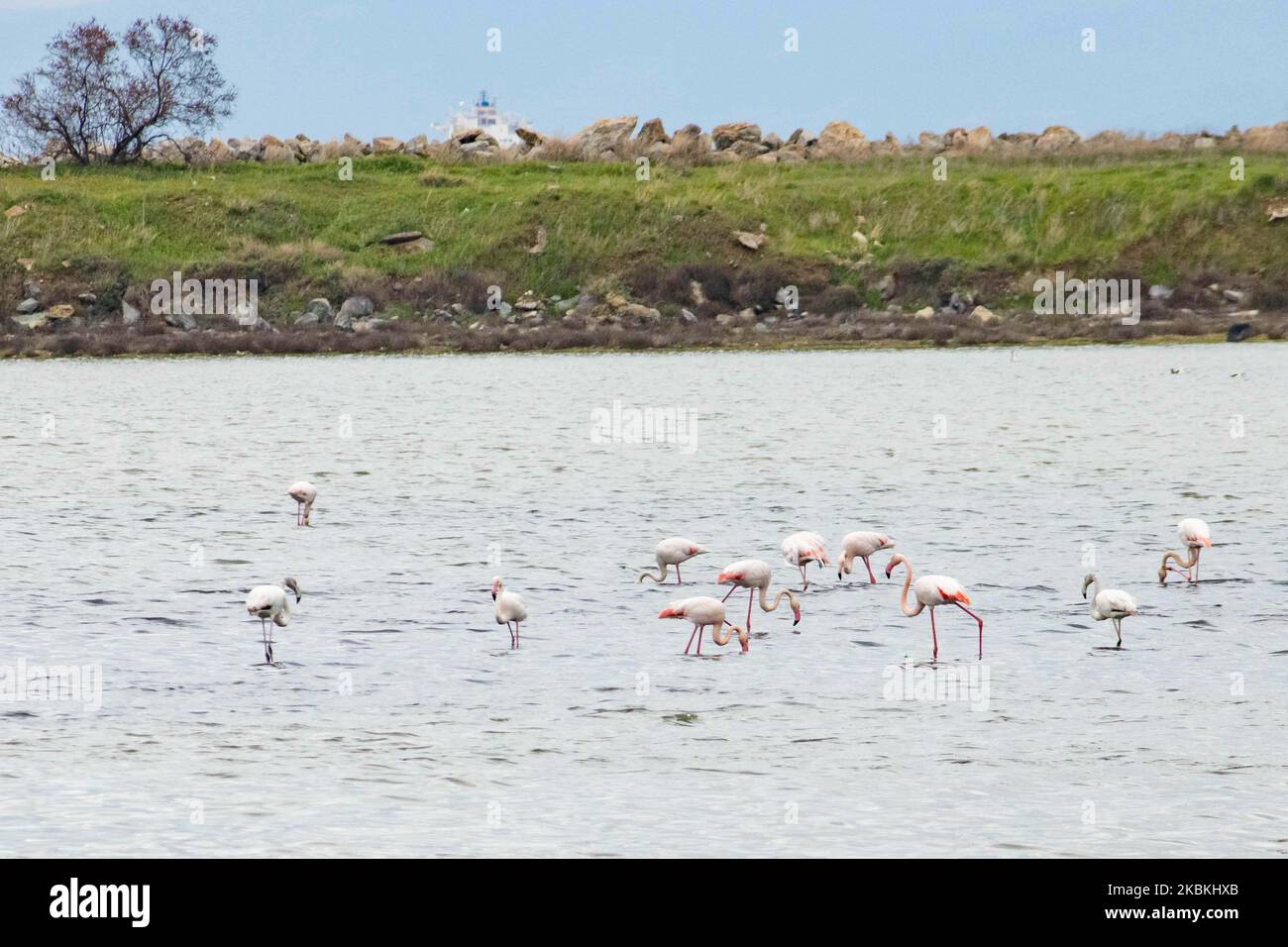 Un troupeau de flamants roses, des oiseaux de la famille des Phénicoptériformes comme vu dans le lagon de Kalochori avec la ville de Thessalonique en arrière-plan. Les colonies de flamants roses vivent ici dans les zones humides comme un arrêt intermédiaire sur leur route de migration, qui fait partie du parc national du delta d'Axios dans le nord de la Grèce. Le parc national du delta d'Axios près de la ville de Thessalonique en Grèce se compose de 4 rivières Axios, Galikos, Loudias et Aliakmonas, se trouvent 295 espèces d'oiseaux, 350 espèces de plantes, 40 espèces de mammifères, 18 espèces de reptiles, 9 espèces d'amphibiens, 7 espèces d'invertébrés. 25 mars 2020 (photo de Nicolas ECON Banque D'Images