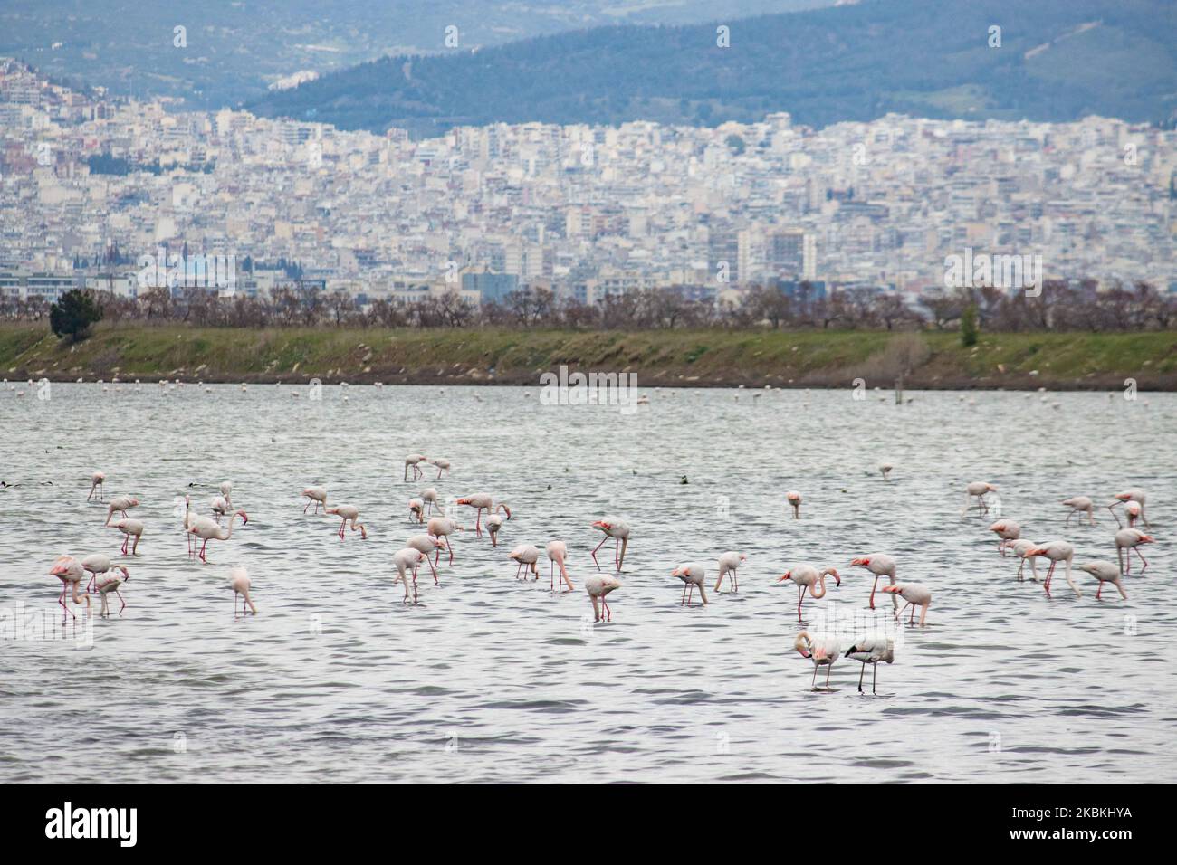 Un troupeau de flamants roses, des oiseaux de la famille des Phénicoptériformes comme vu dans le lagon de Kalochori avec la ville de Thessalonique en arrière-plan. Les colonies de flamants roses vivent ici dans les zones humides comme un arrêt intermédiaire sur leur route de migration, qui fait partie du parc national du delta d'Axios dans le nord de la Grèce. Le parc national du delta d'Axios près de la ville de Thessalonique en Grèce se compose de 4 rivières Axios, Galikos, Loudias et Aliakmonas, se trouvent 295 espèces d'oiseaux, 350 espèces de plantes, 40 espèces de mammifères, 18 espèces de reptiles, 9 espèces d'amphibiens, 7 espèces d'invertébrés. 25 mars 2020 (photo de Nicolas ECON Banque D'Images