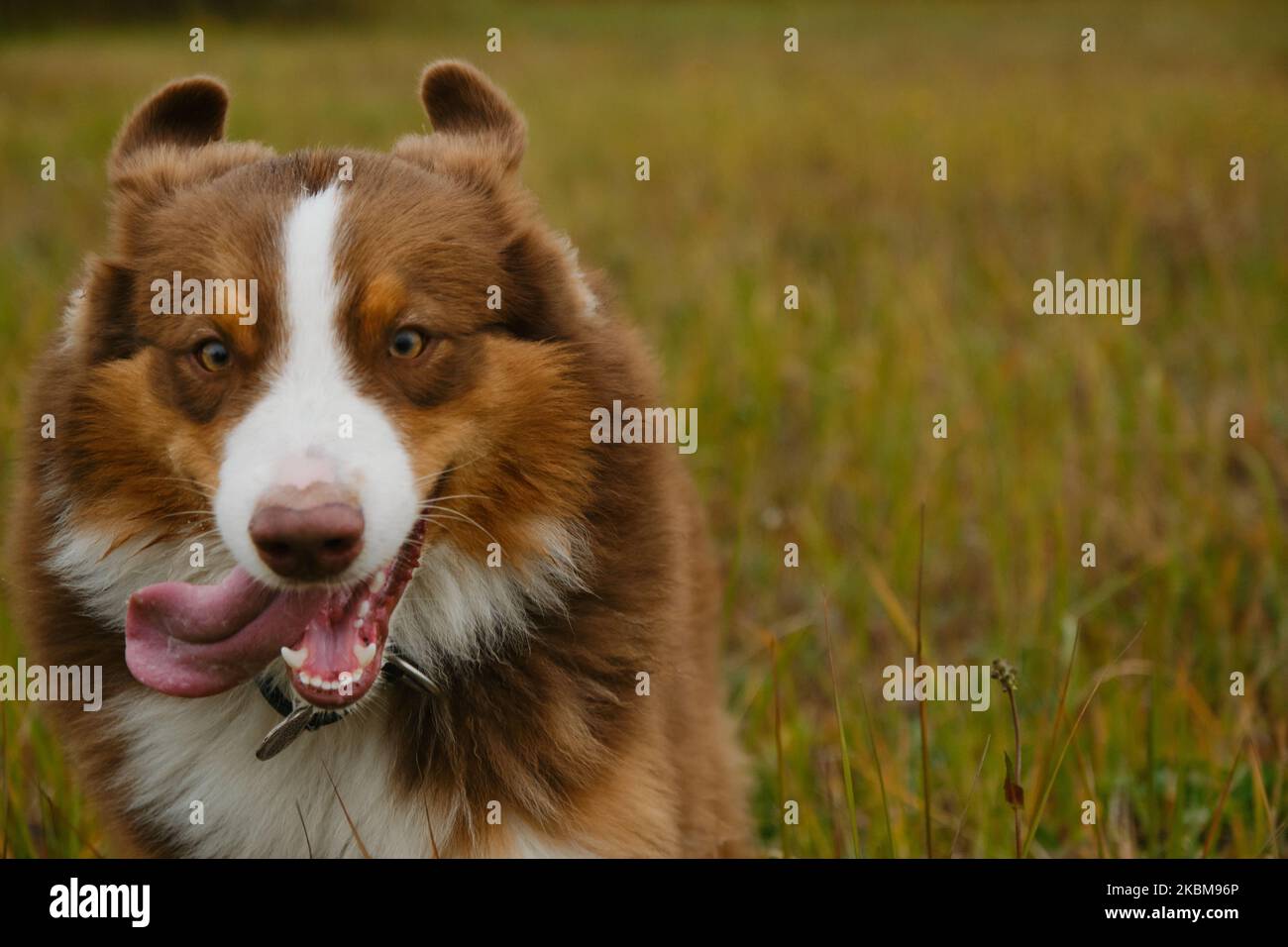 Le Berger australien marron court dans le champ sur l'herbe verte. Chien heureux et énergique sur la promenade dans le parc sans laisse. Gros plan portrait, drôle c Banque D'Images