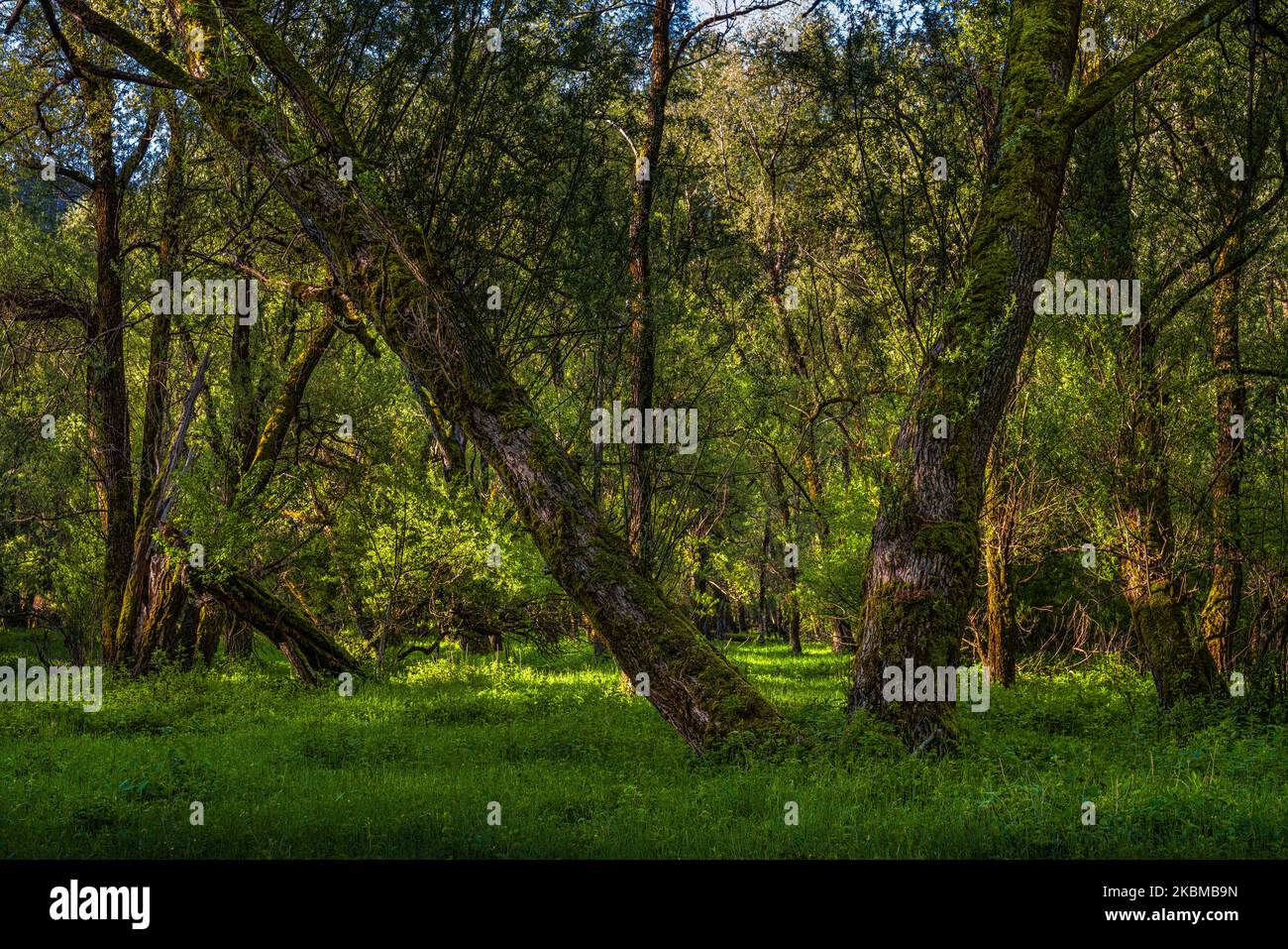 Forêt de saules dans la zone humide du lac Barrea dans les Abruzzes, Latium et le parc national Molise. Parc national des Abruzzes, Latium et Molise, Italie Banque D'Images