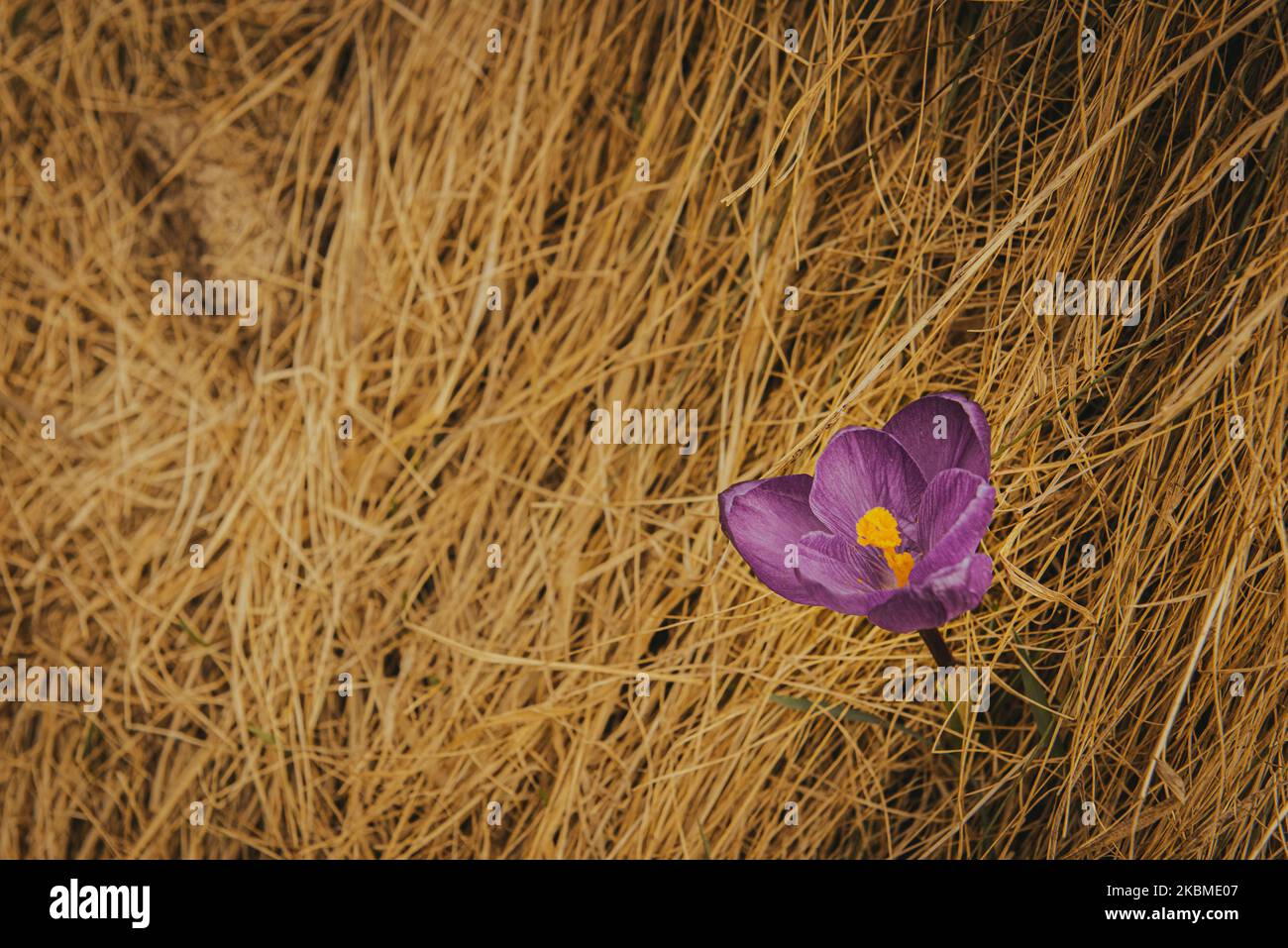 Tendre Crocus dans les montagnes. Premières fleurs au printemps parmi l'herbe jaune. Image avec une faible profondeur de champ. Fleur aux pétales violets Banque D'Images