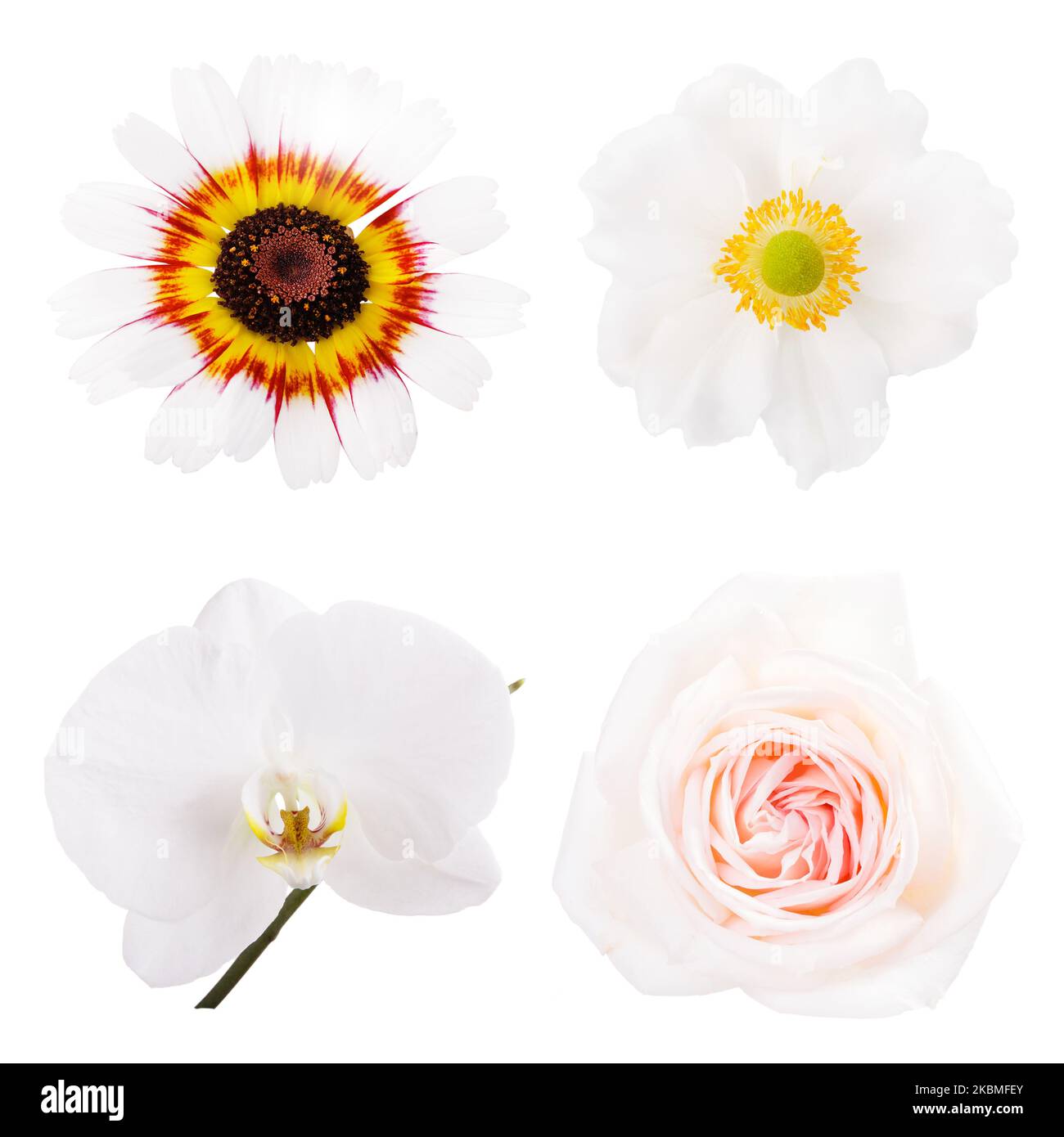 Collection ou ensemble de quatre belles fleurs blanches, chrysanthème d'été, anémone, phalaenopsis, rose isolée sur blanc Banque D'Images