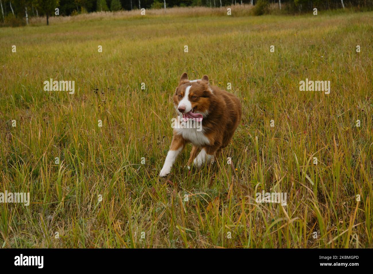 Le Berger australien marron court dans le champ sur l'herbe verte. Chien heureux et énergique sur la promenade dans le parc sans laisse. Portrait pleine longueur, fonction Banque D'Images